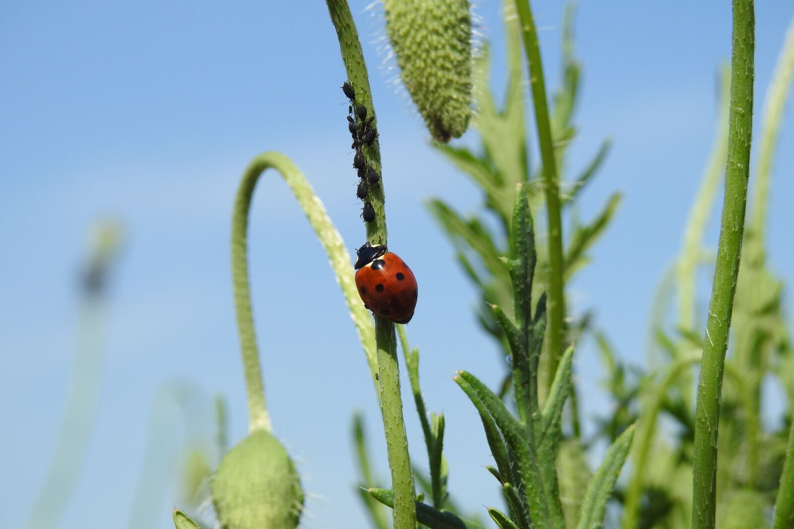 Nikon Coolpix P900 sample photo. Poppies, ladybug, summer photography