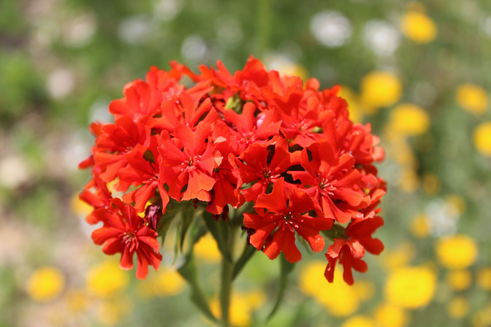 Canon EOS 600D (Rebel EOS T3i / EOS Kiss X5) sample photo. Verbena, red, summer photography