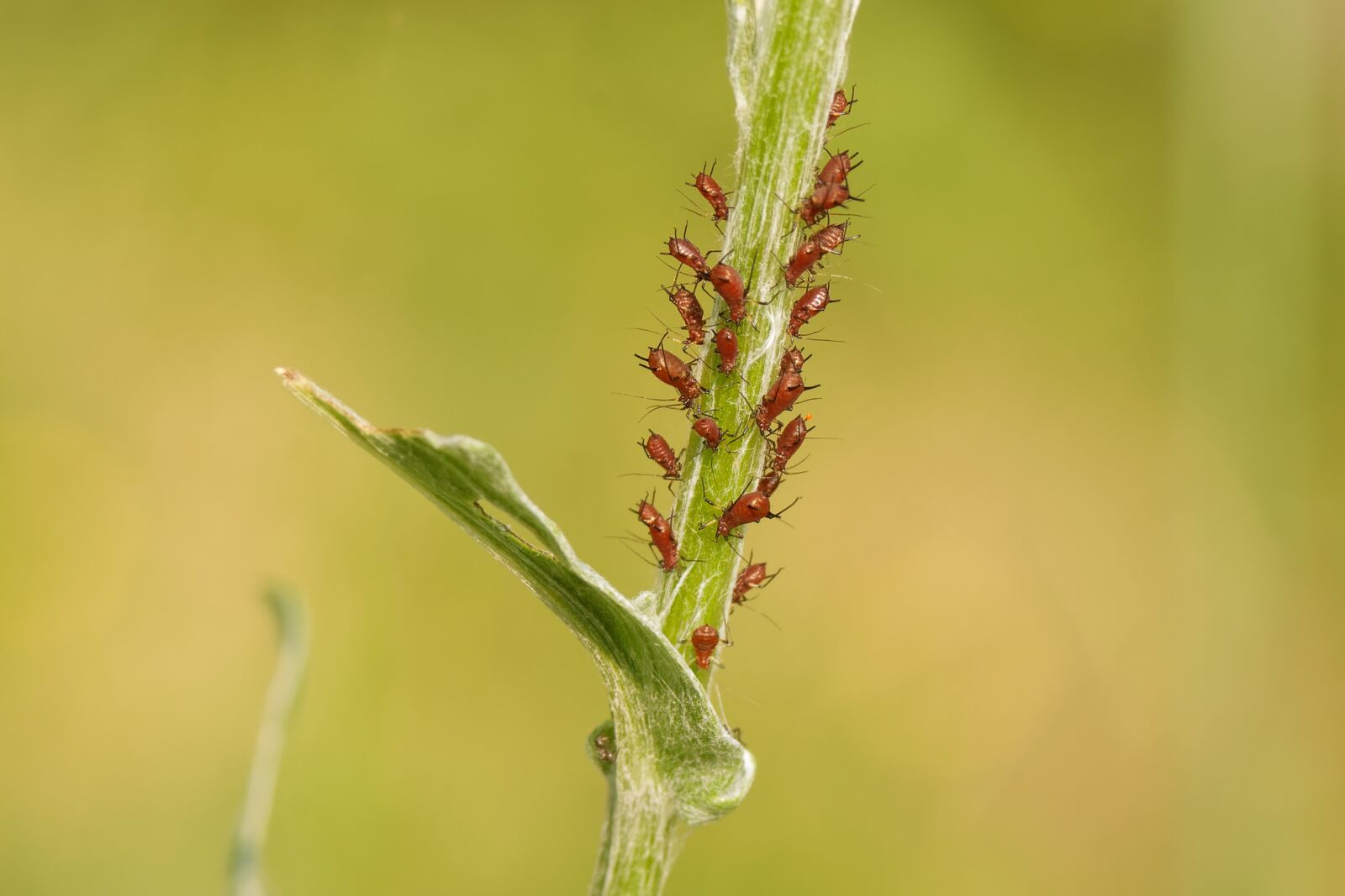Canon EOS 500D (EOS Rebel T1i / EOS Kiss X3) sample photo. Macro, summer, grass photography