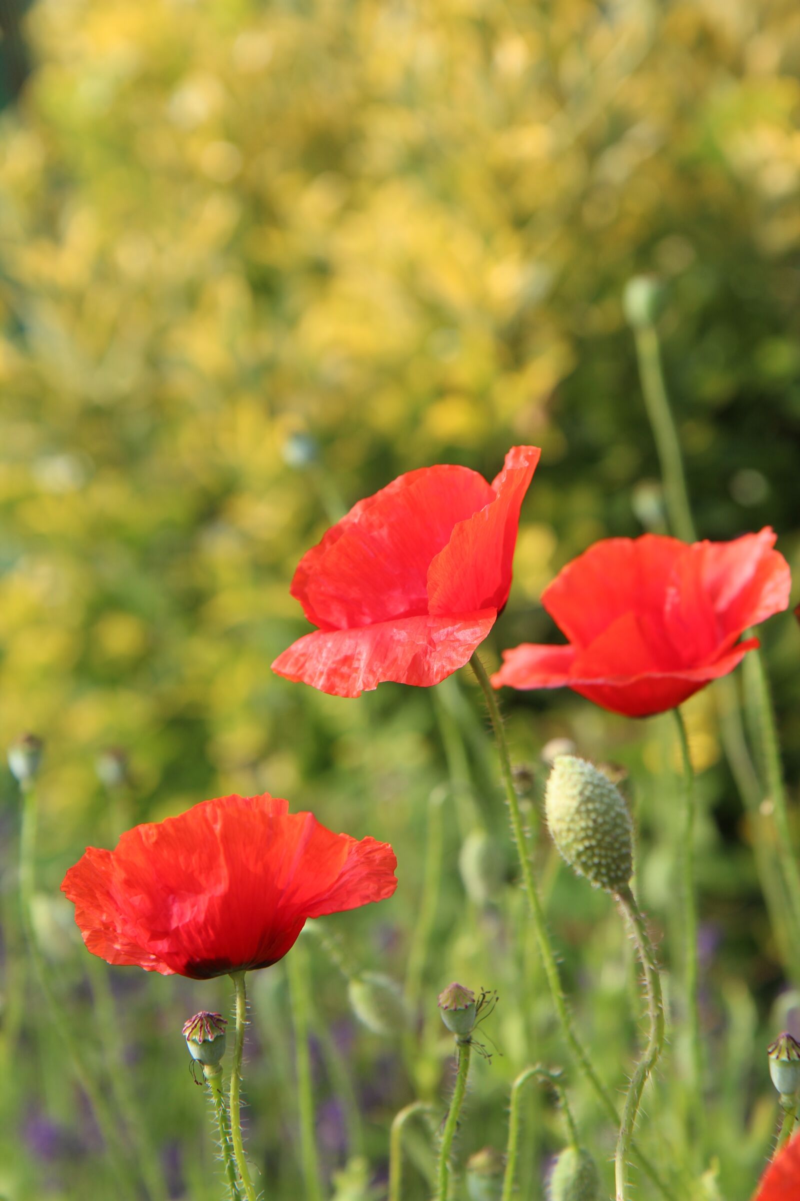 Canon EOS 600D (Rebel EOS T3i / EOS Kiss X5) sample photo. Poppies, red flowers, flowering photography