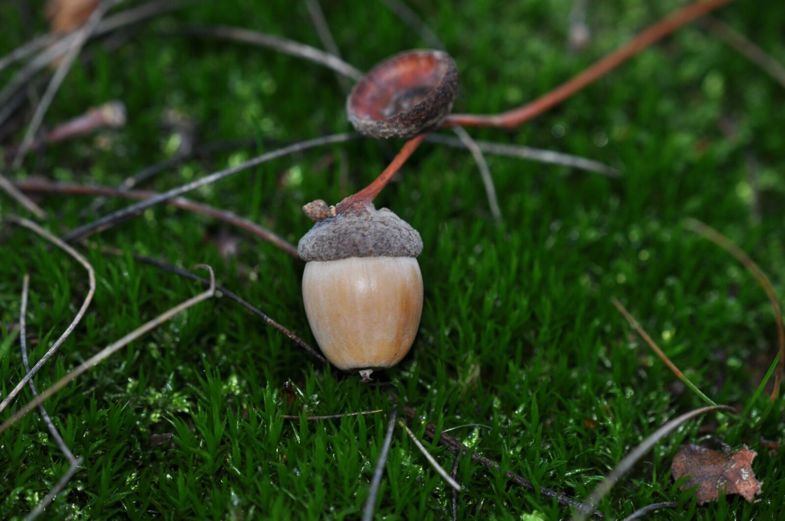 Nikon D5000 sample photo. Autumn, moss, acorn photography