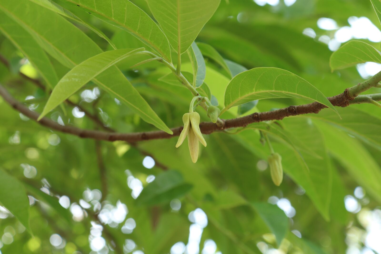 Canon EOS 250D (EOS Rebel SL3 / EOS Kiss X10 / EOS 200D II) sample photo. Kerala, green, tree photography
