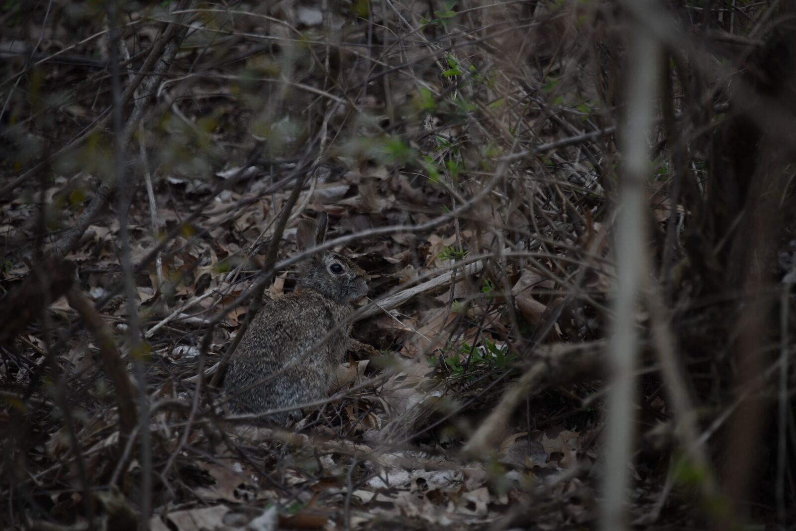 Nikon D850 sample photo. Rabbit, hiding, forest photography
