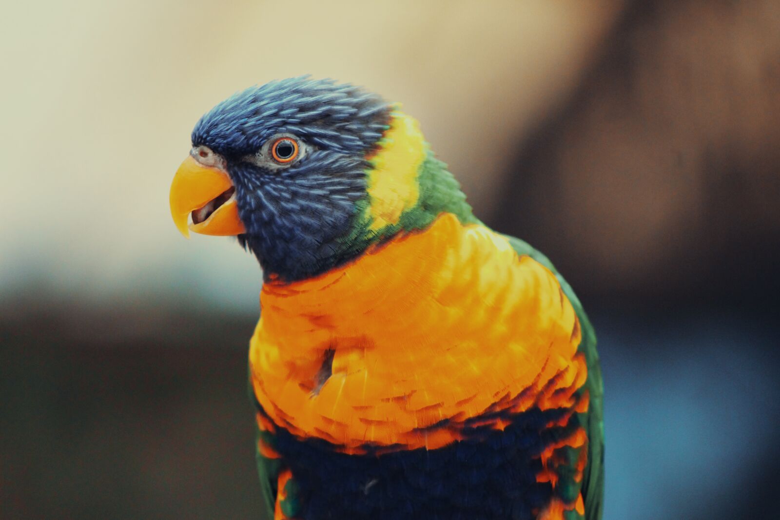 Canon EOS 1100D (EOS Rebel T3 / EOS Kiss X50) sample photo. Lorikeet, parrot, colorful photography
