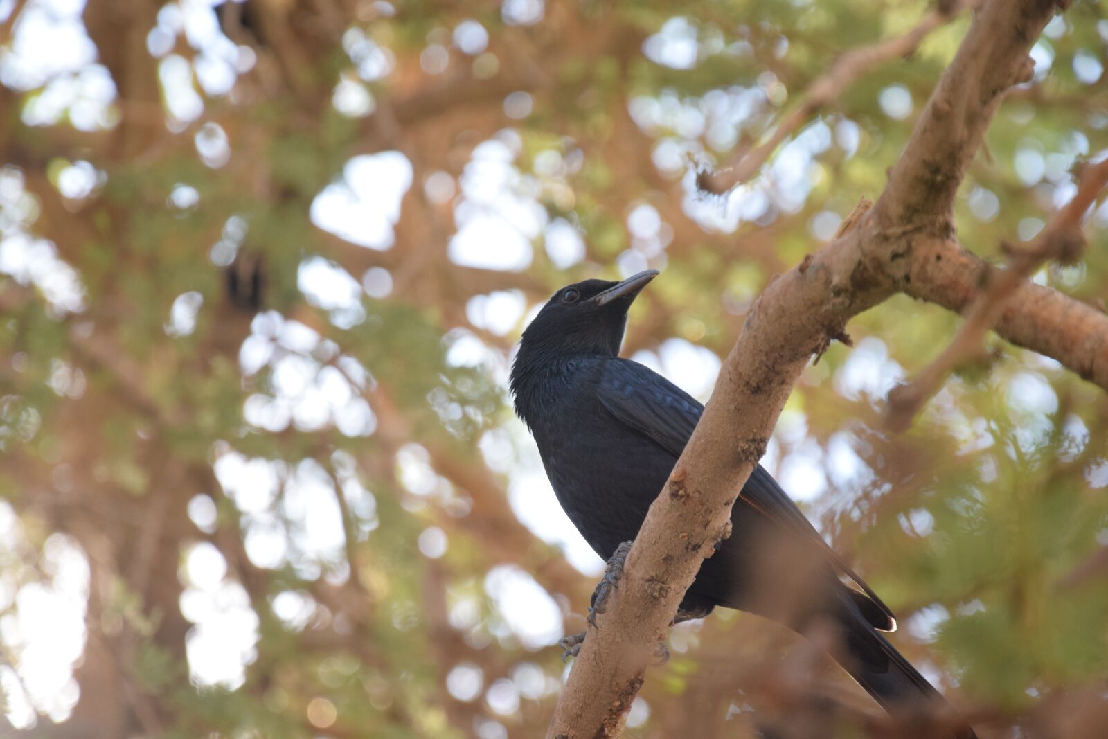 Nikon D3300 sample photo. Bird, oasis, animal photography