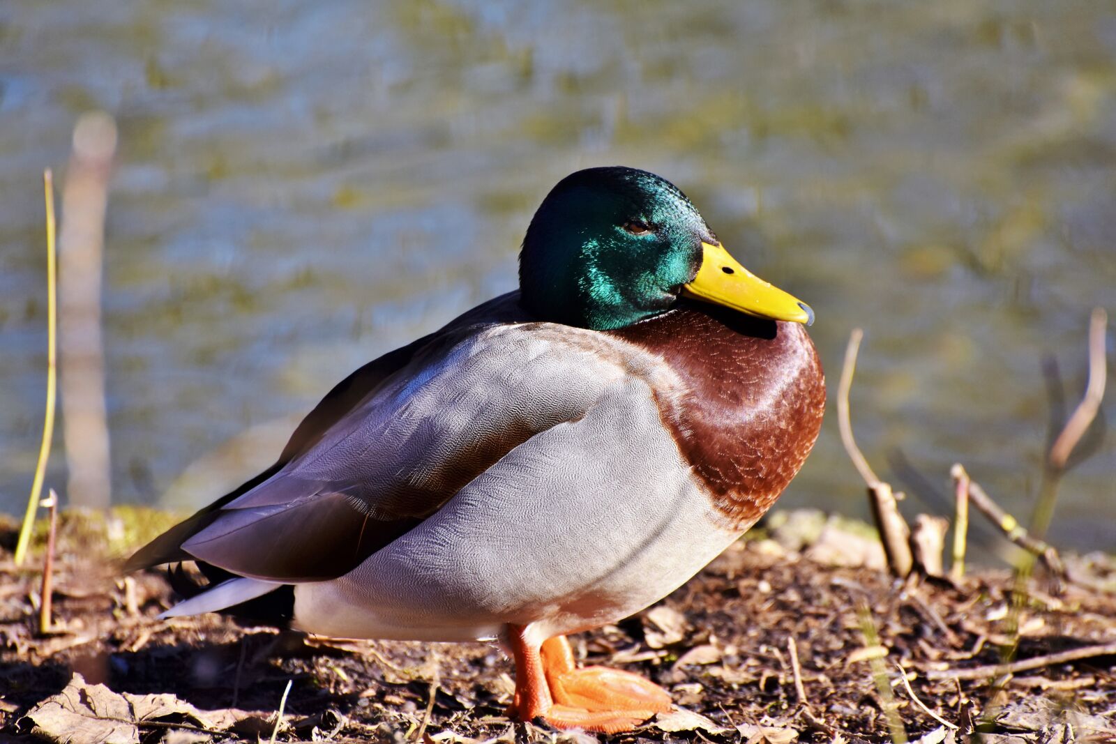 Nikon D7200 sample photo. Mallard, duck, water bird photography