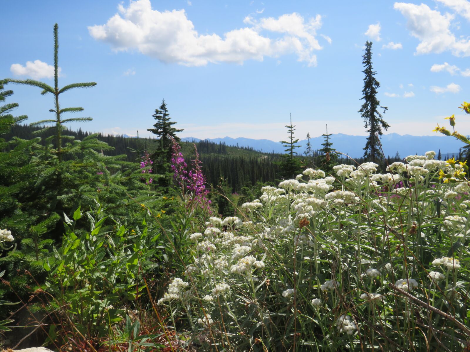 Canon PowerShot SX540 HS sample photo. Mt, scaia, bc photography
