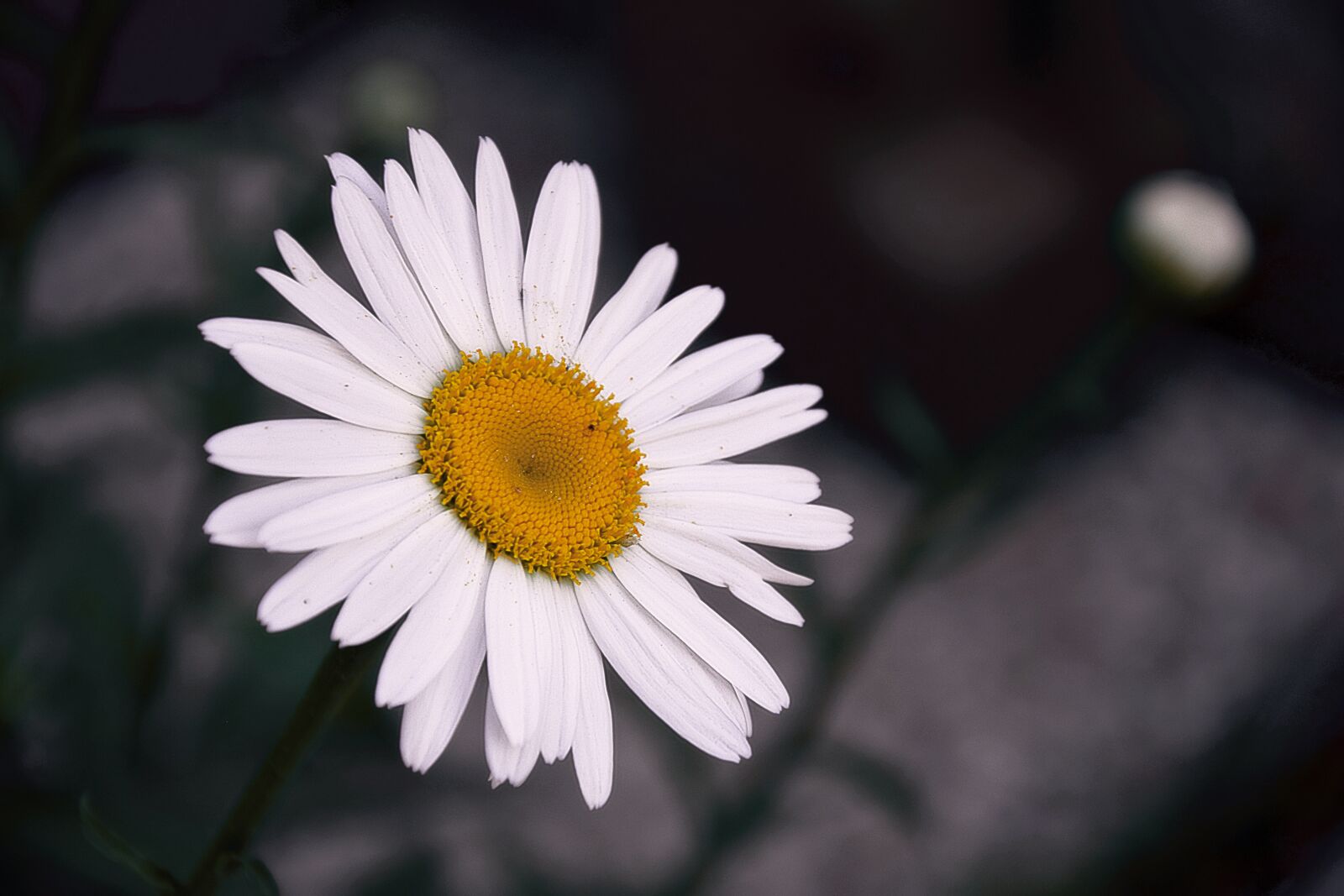Nikon D3300 sample photo. Margaret, summer, flower photography
