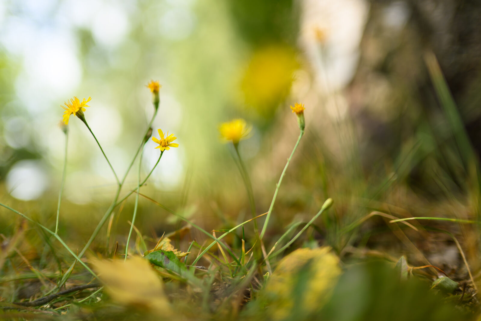 Nikon Z8 sample photo. Flower bokeh photography