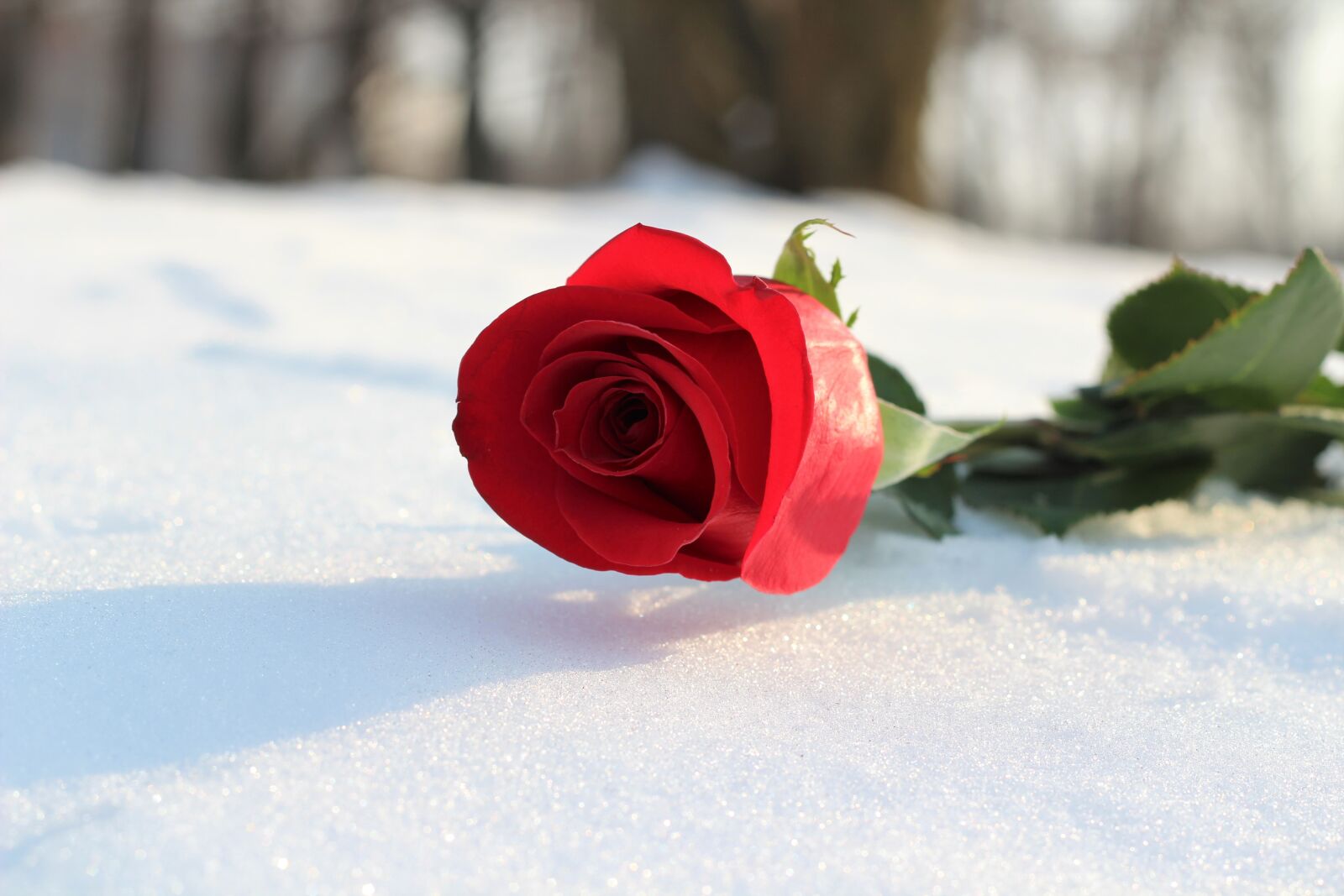 Canon EOS 600D (Rebel EOS T3i / EOS Kiss X5) + Canon EF 50mm F1.8 II sample photo. Red rose in snow photography