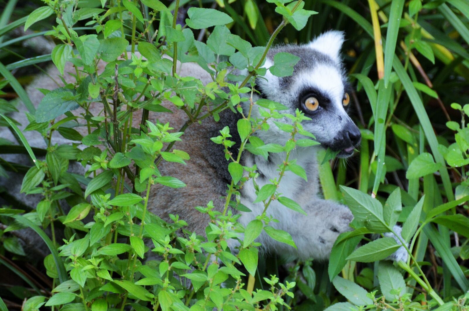Nikon D5100 sample photo. Lemur, maki, wild photography