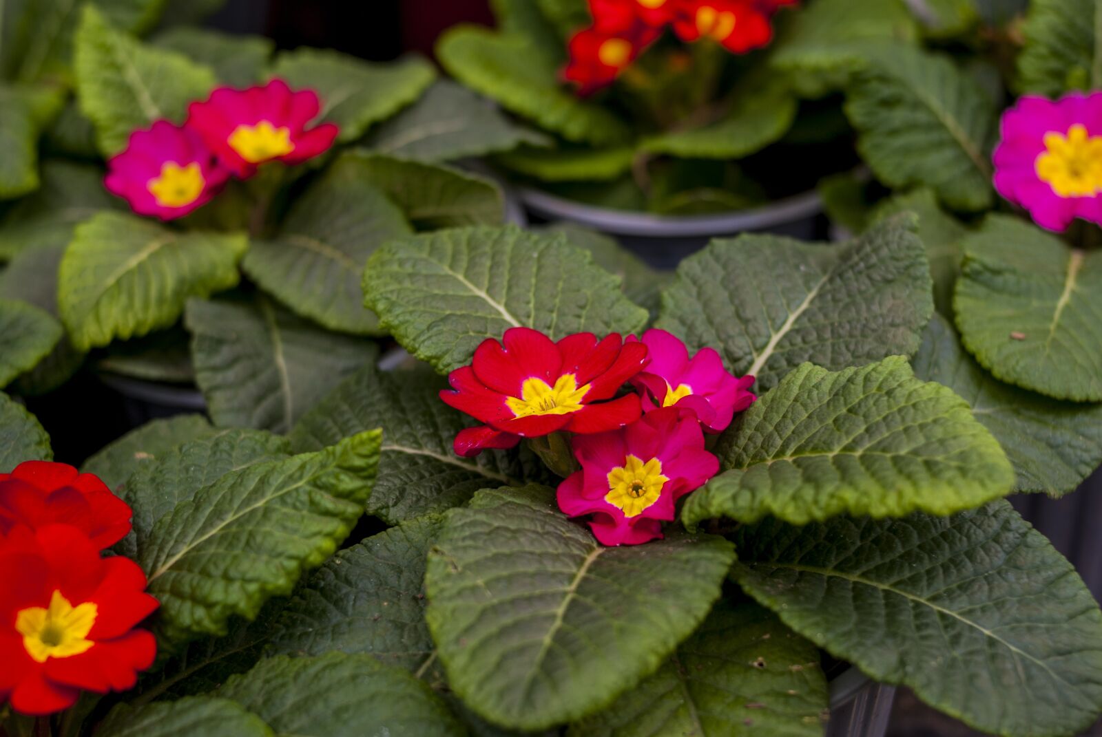 Nikon D60 sample photo. Flower, nature, plant photography