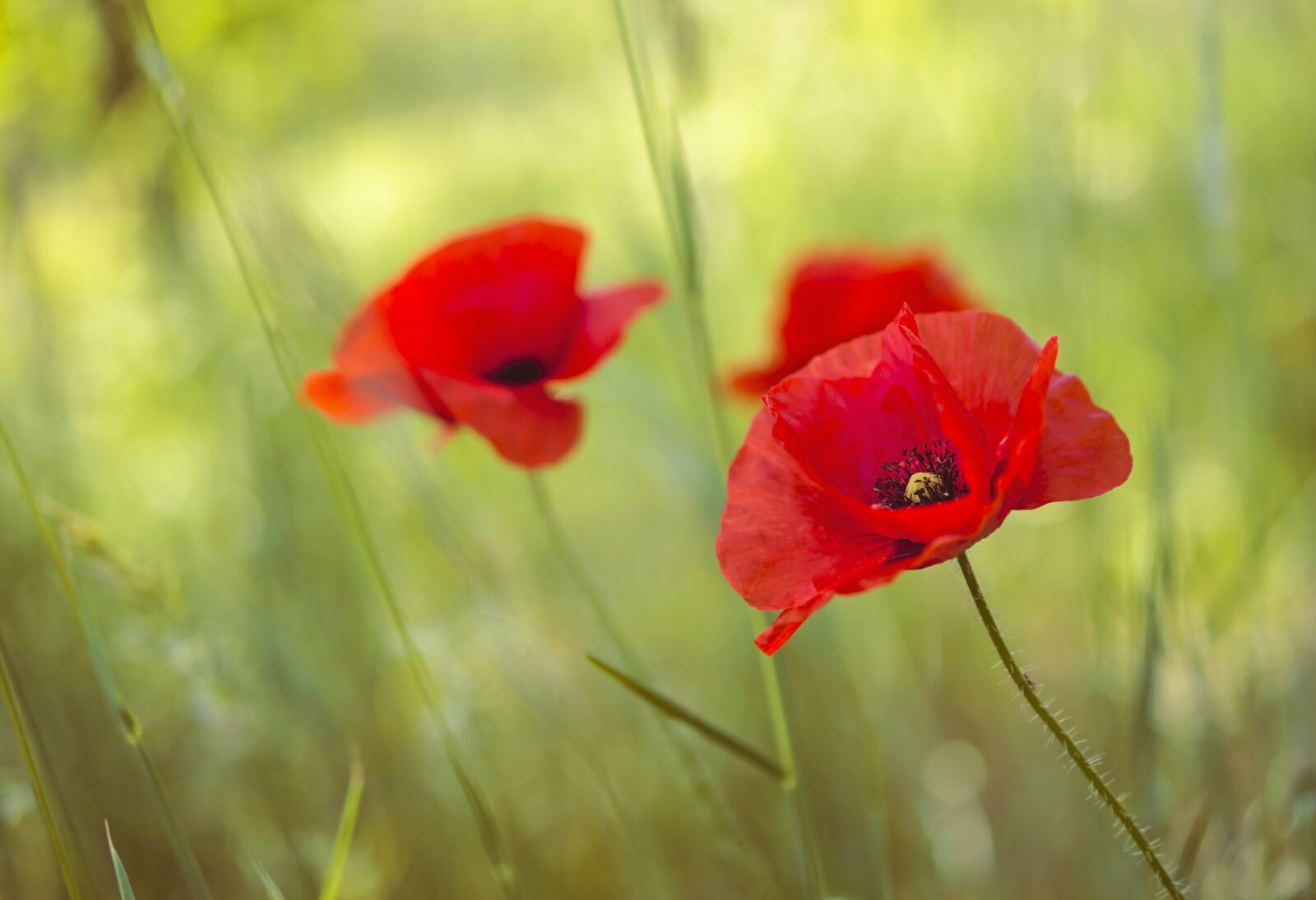 Nikon D5600 sample photo. Poppy, klatschmohn, poppy flower photography