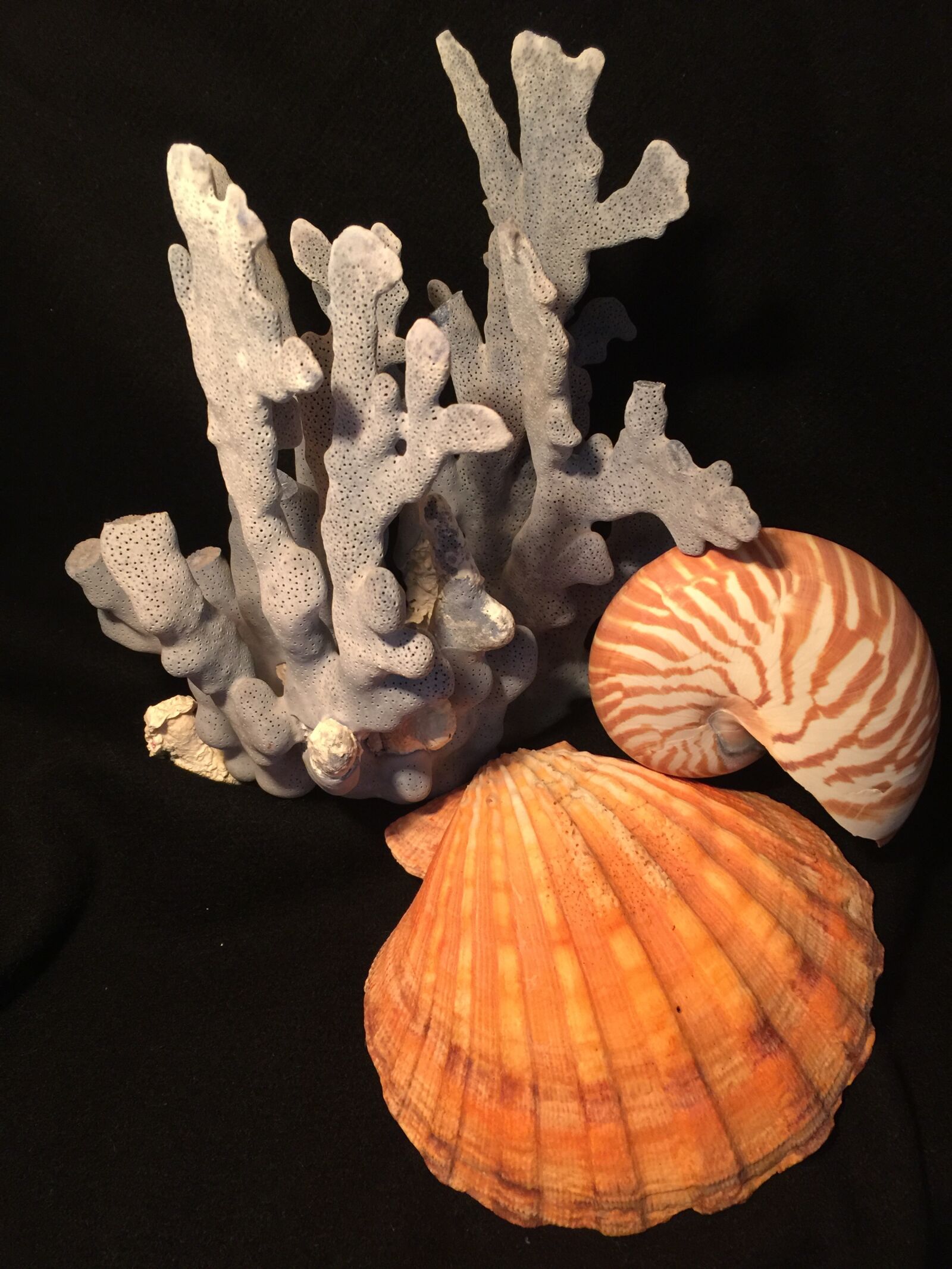 iPhone 6 Plus back camera 4.15mm f/2.2 sample photo. Shells, blue, coral photography