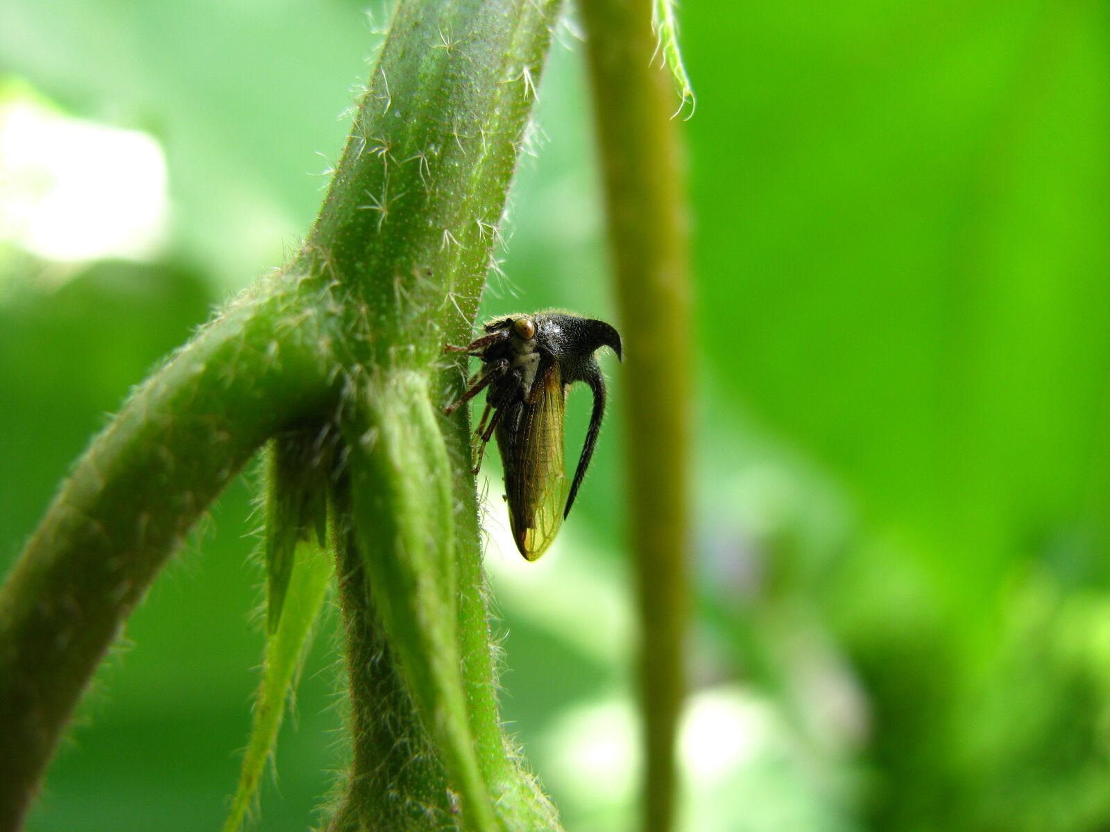 Canon PowerShot SX110 IS sample photo. Planthopper, insect, wildlife photography