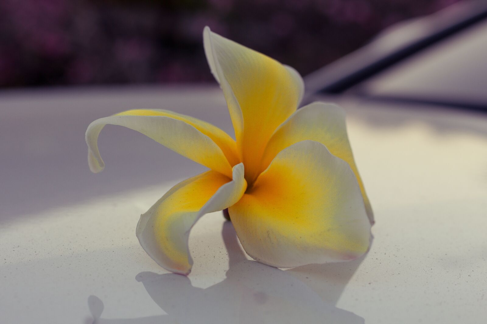Canon EOS 700D (EOS Rebel T5i / EOS Kiss X7i) + Canon EF 50mm F1.8 STM sample photo. Plumeria, flower, thailand photography