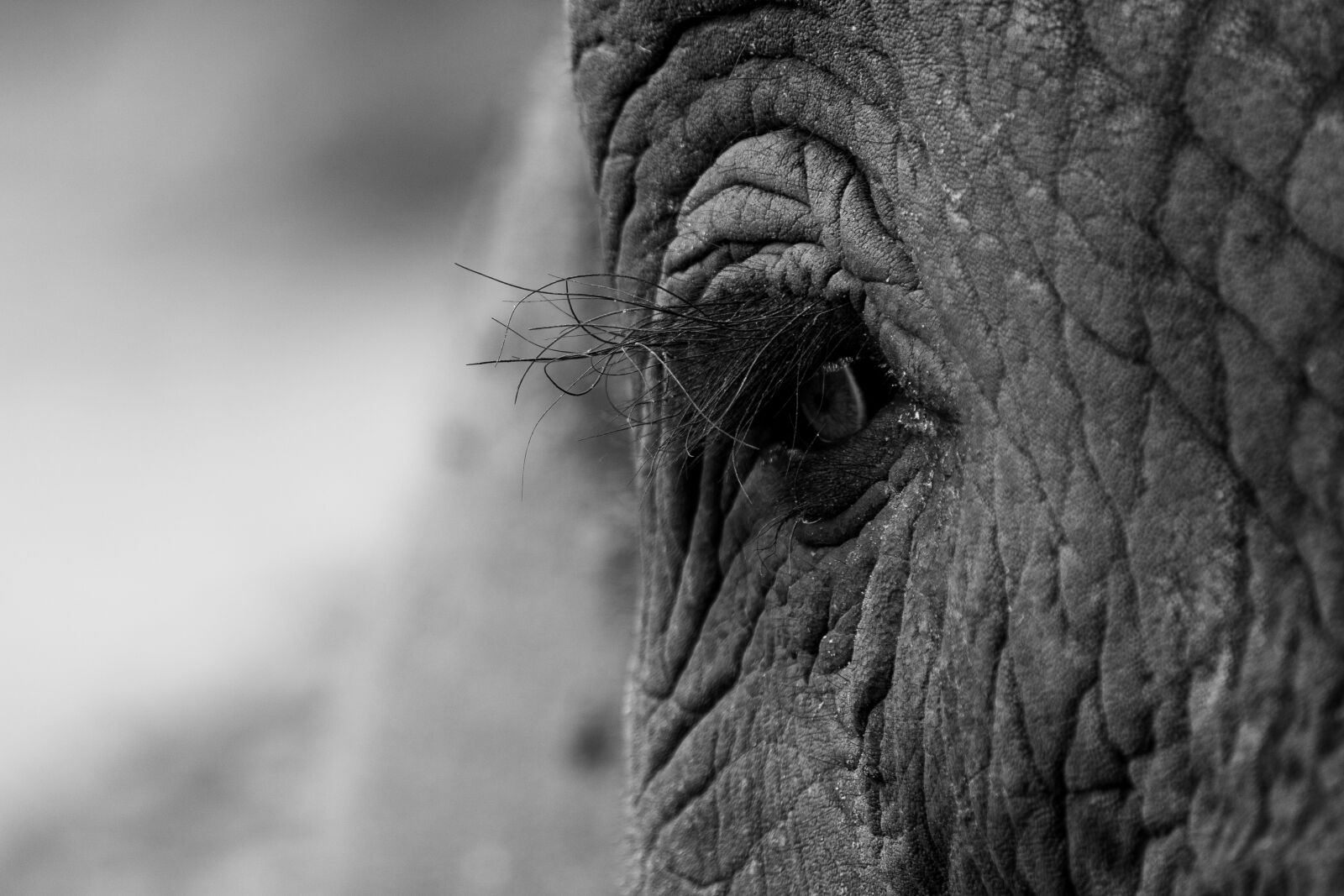 Sony FE 200-600mm F5.6-6.3 G OSS sample photo. Elephant, eye, animal photography