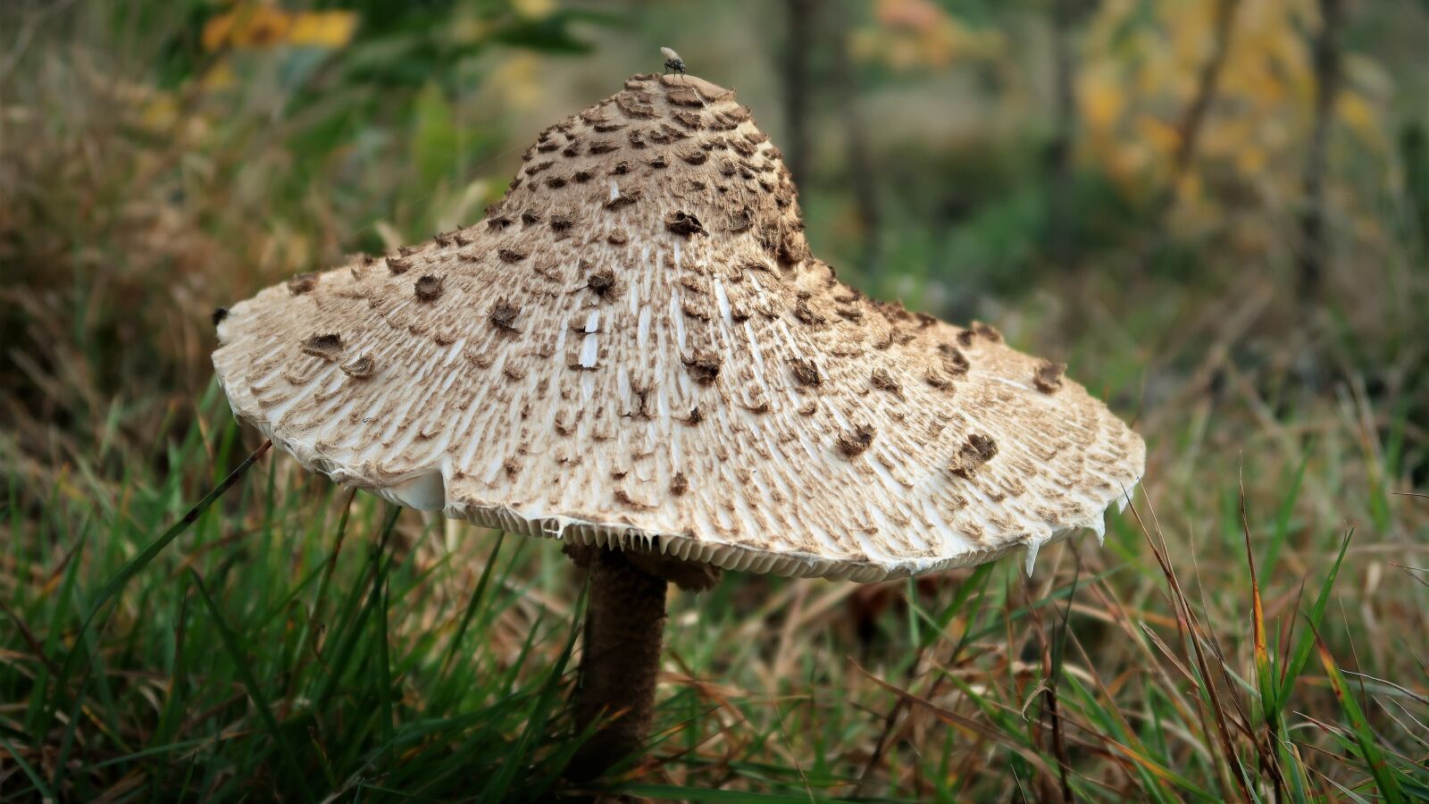 Canon PowerShot G7 X Mark II sample photo. Mushroom, kite, autumn photography