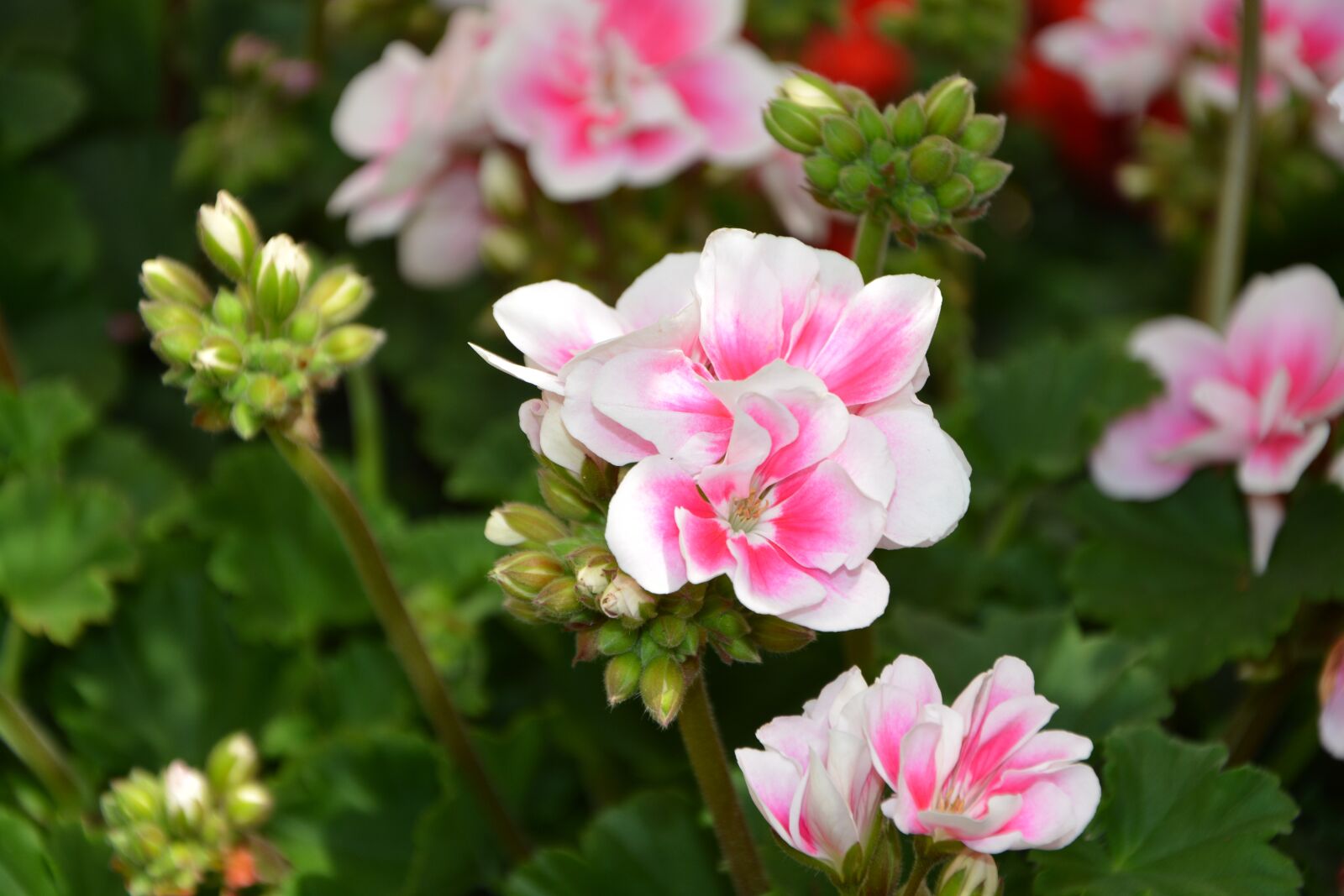 Nikon D5200 sample photo. Flowers, soft pink flowers photography