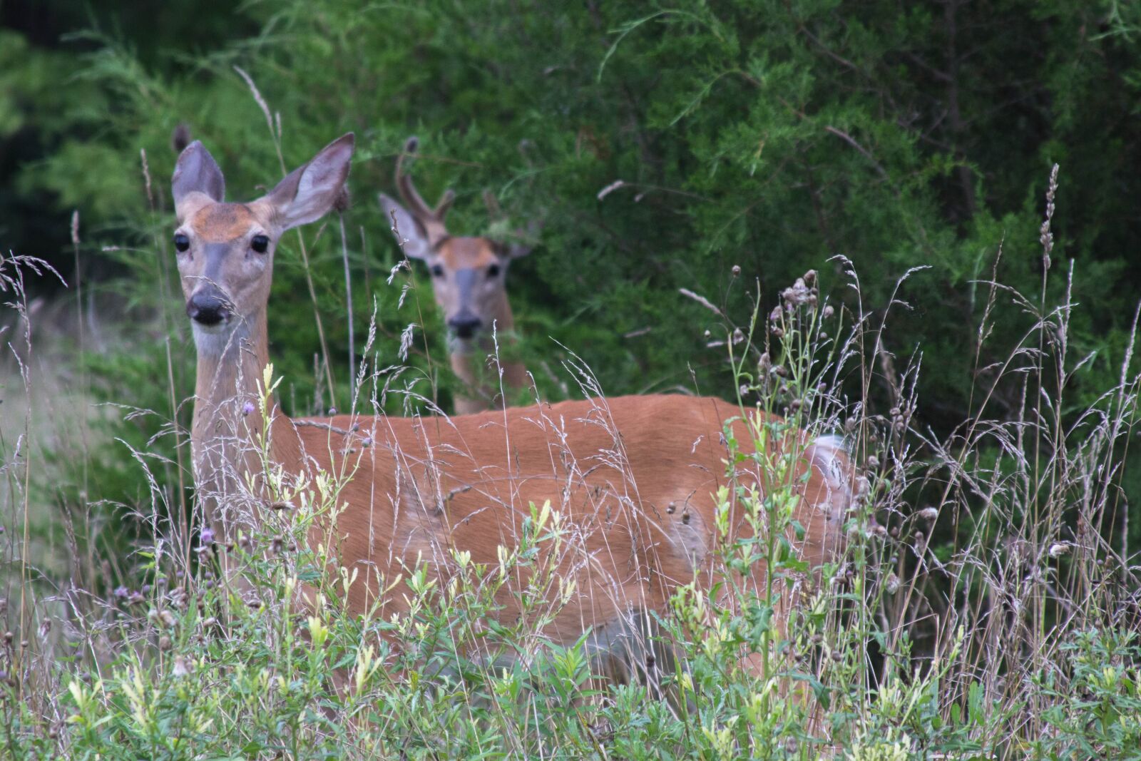 Canon EOS 60D + Canon EF 28-135mm F3.5-5.6 IS USM sample photo. Deer, animal, outside photography