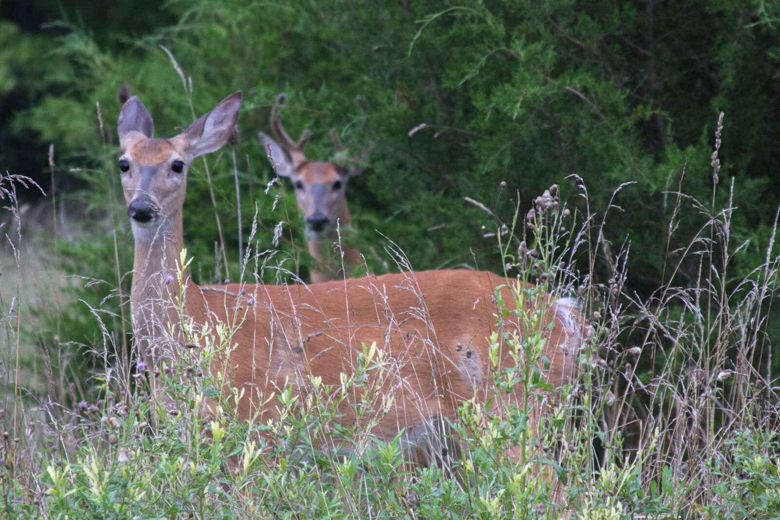 Canon EF 28-135mm F3.5-5.6 IS USM sample photo. Deer, animal, outside photography