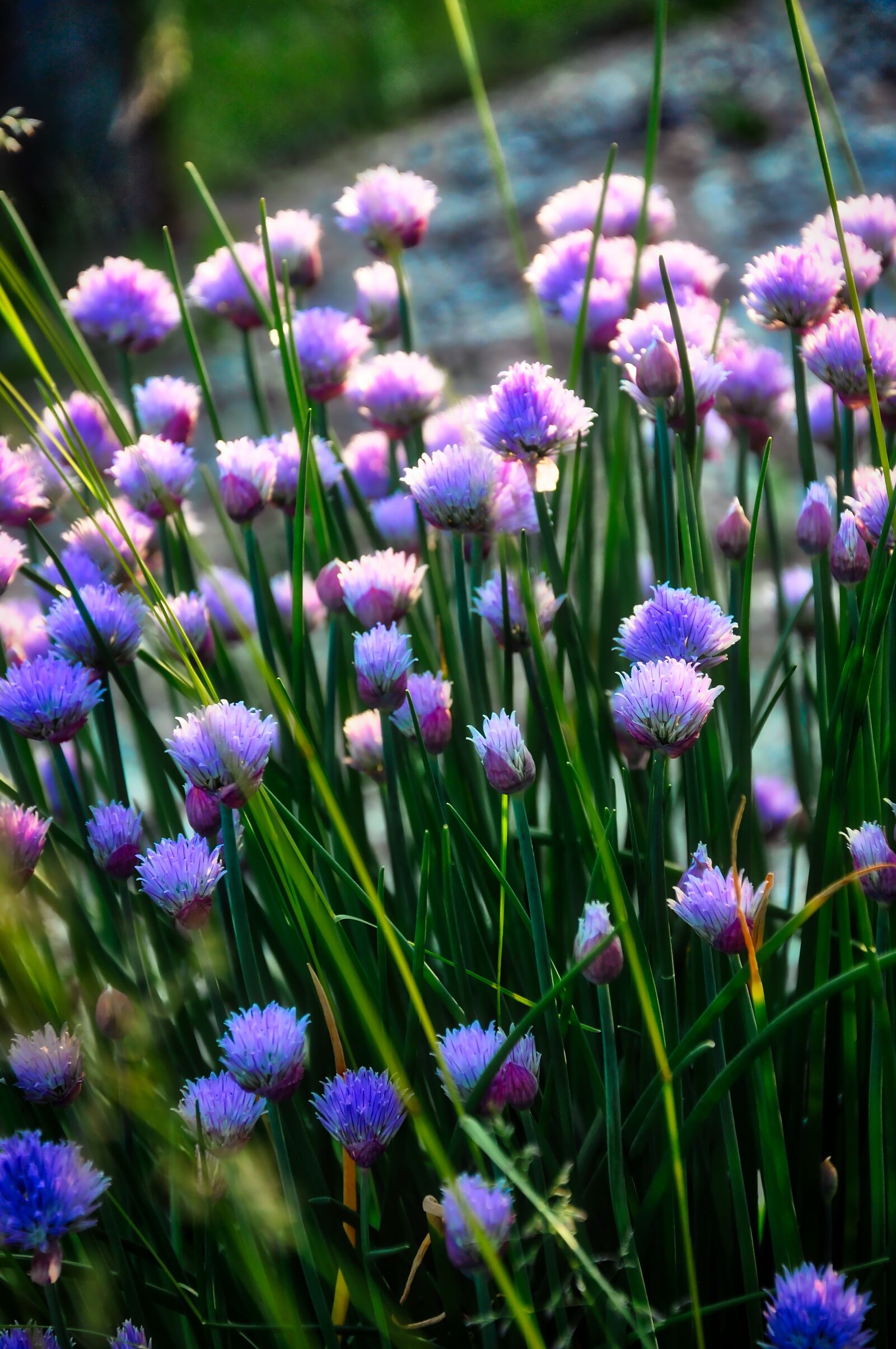 Nikon D90 sample photo. Chives, herb, food photography