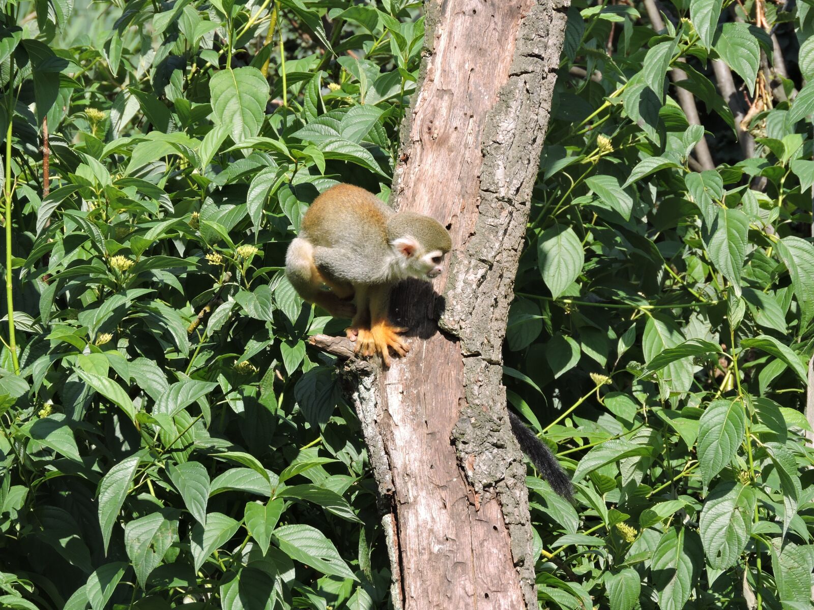 Nikon Coolpix P600 sample photo. Monkey, tree, small photography