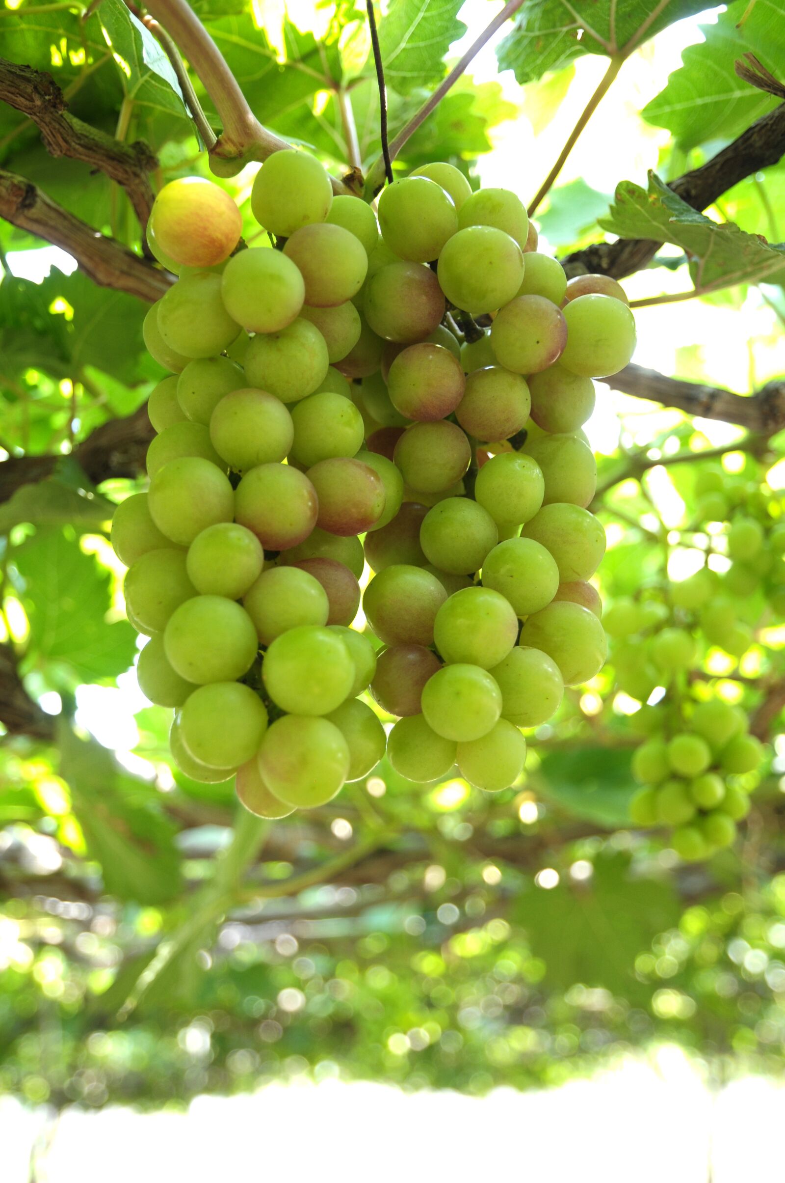Nikon D300 sample photo. Grapes, vineyard, ninh thuan photography