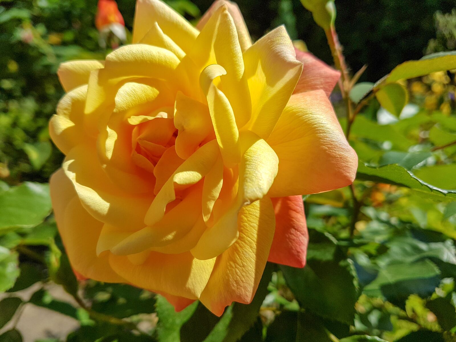Samsung Galaxy S7 Edge sample photo. Yellow, rose, flower photography