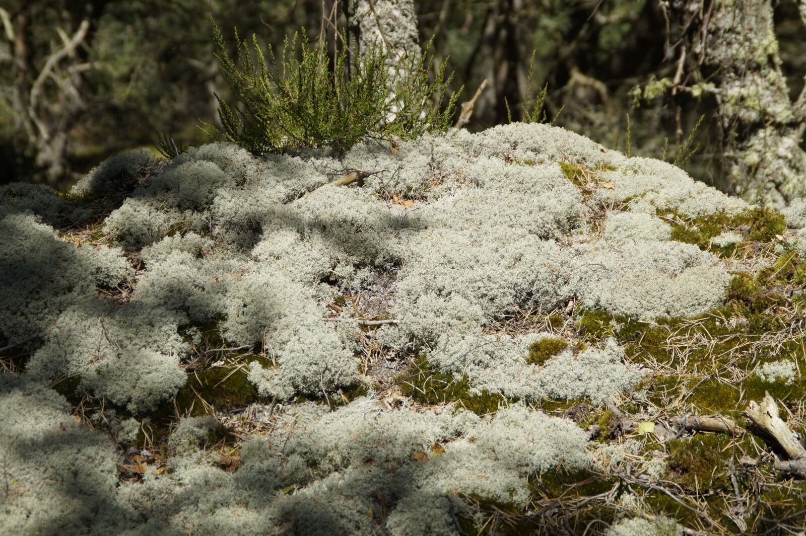 Sony SLT-A58 sample photo. Lichen, moss, fouling photography