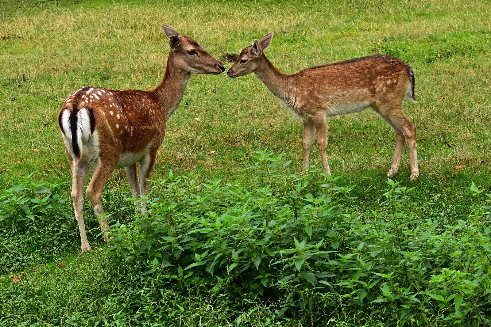 Nikon D5200 sample photo. Fallow deer, deer, wild photography