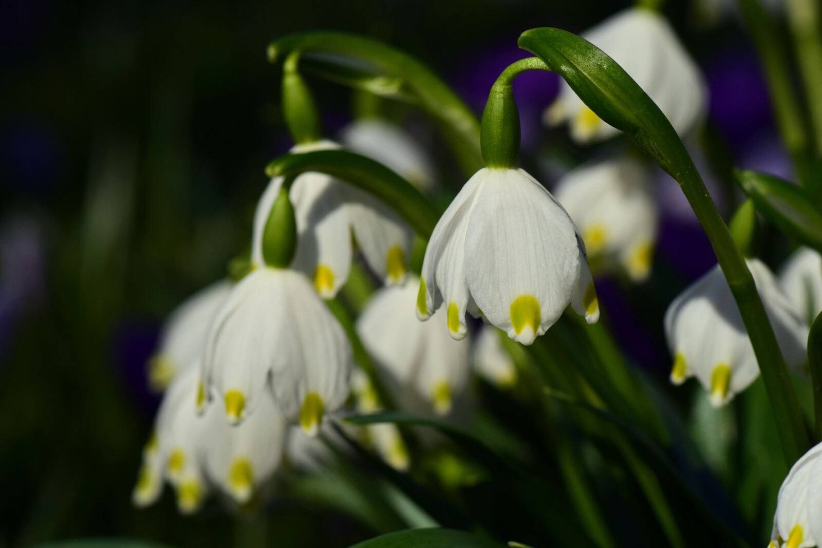 Nikon D3300 sample photo. White, march, snowflake photography