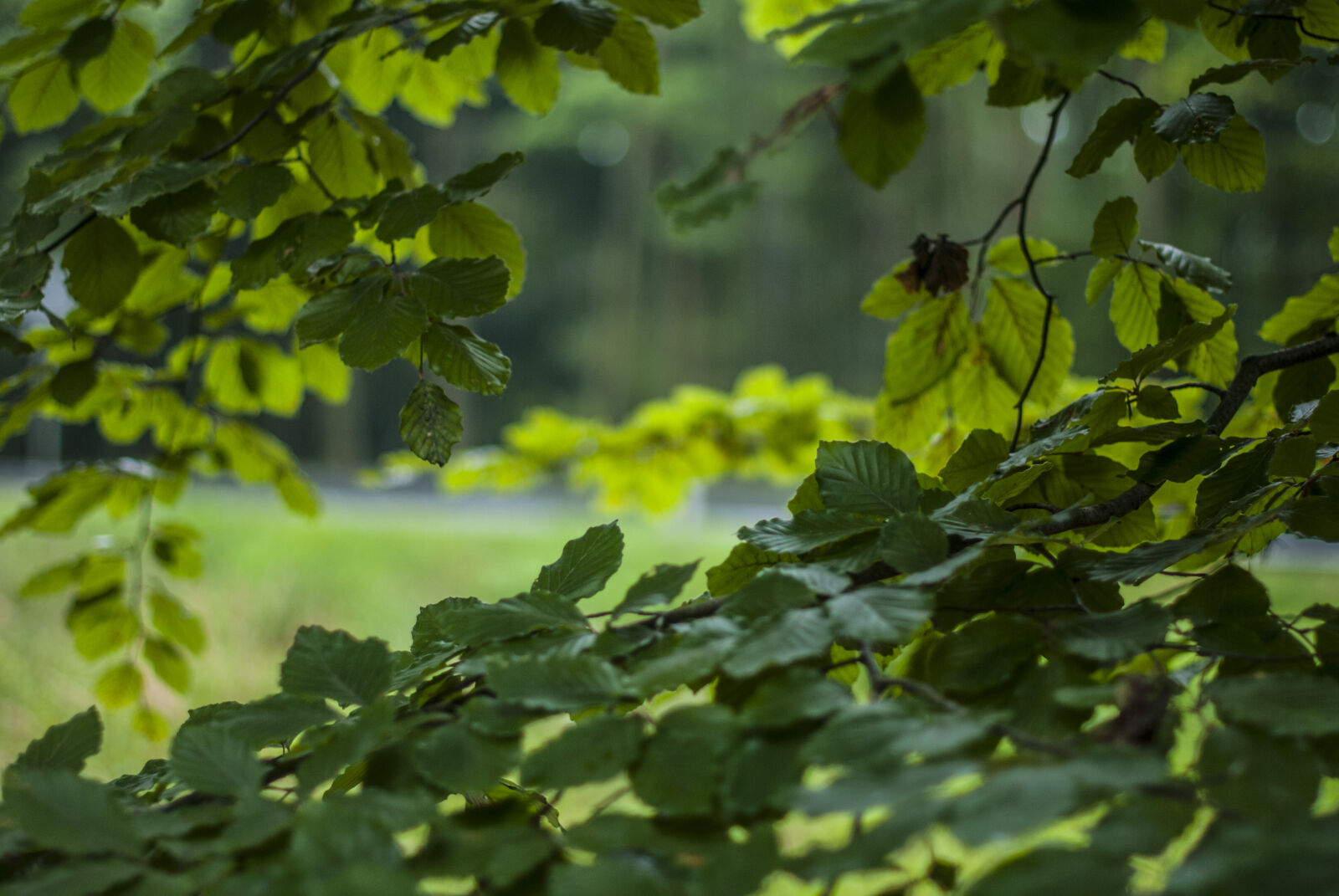 Nikon AF-S Nikkor 50mm F1.4G sample photo. Forest, leaf, leaves, rain photography