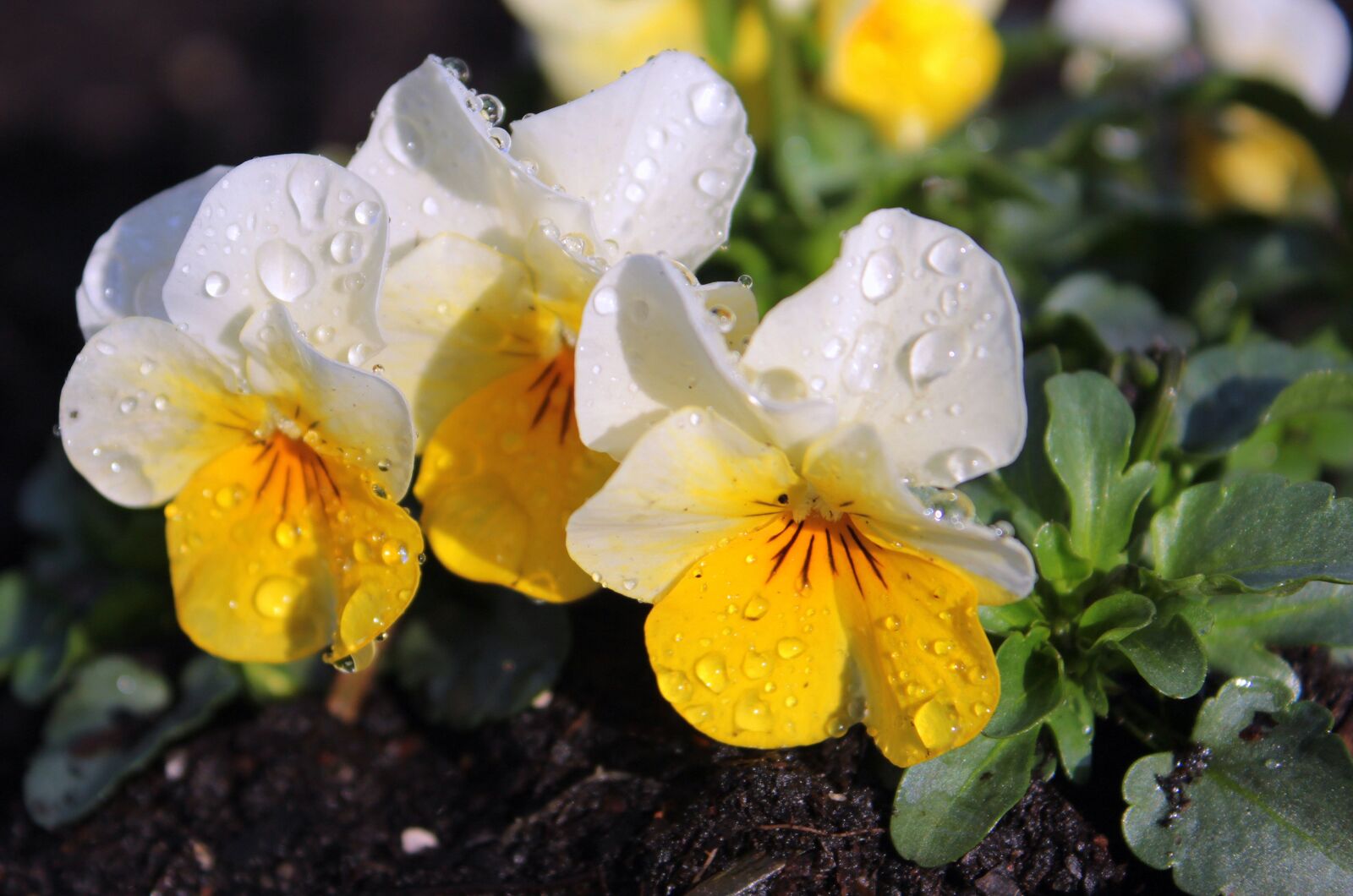 Canon EOS 650D (EOS Rebel T4i / EOS Kiss X6i) sample photo. Pansy, viola, violet photography