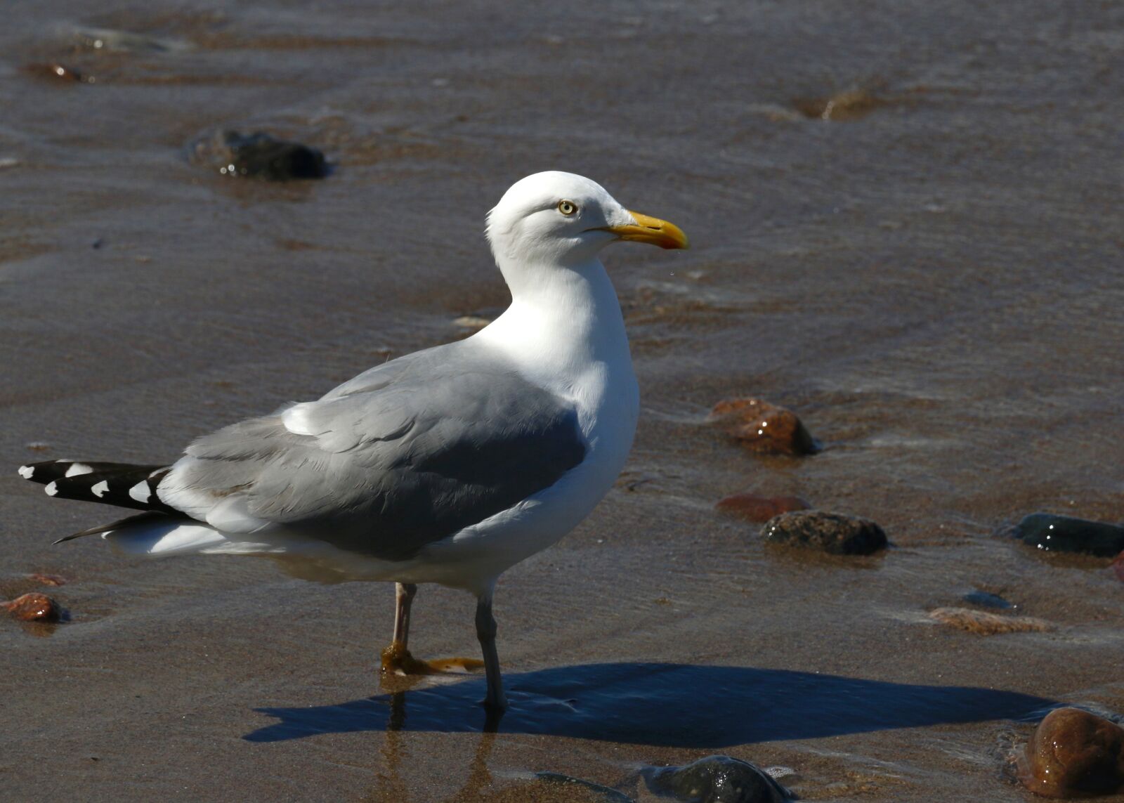 Canon EOS 70D sample photo. Seagull, baltic sea, bird photography