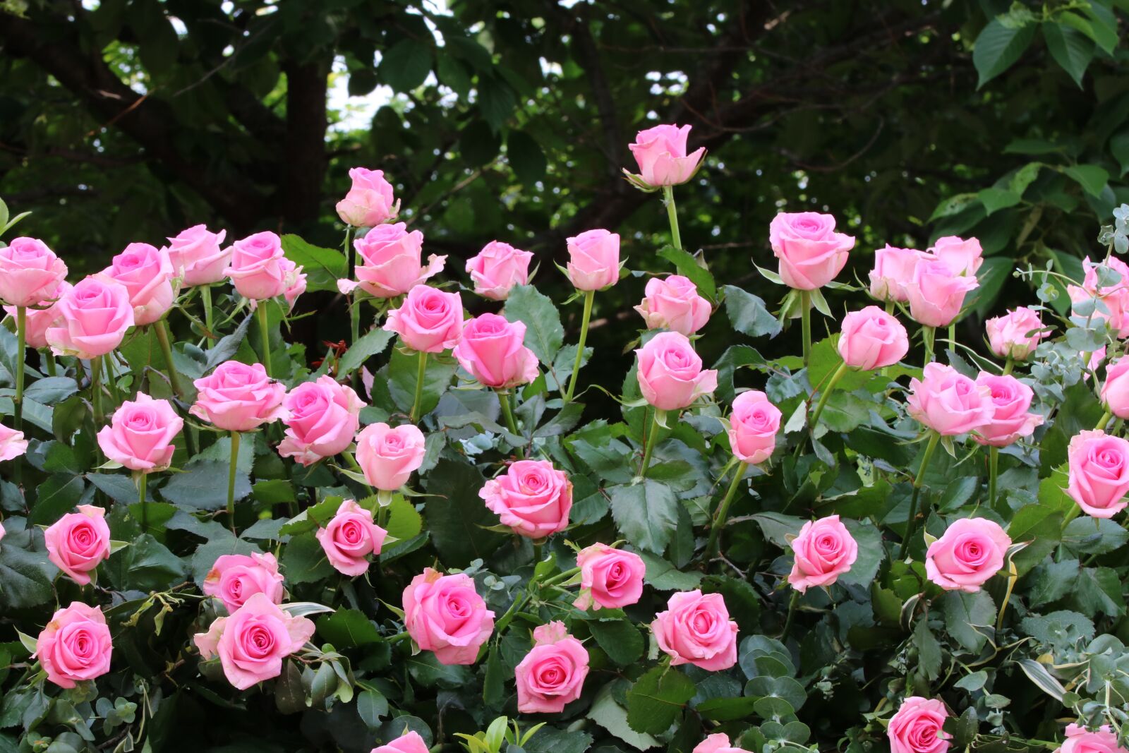 Canon EOS 750D (EOS Rebel T6i / EOS Kiss X8i) sample photo. Rose, rose festival, park photography