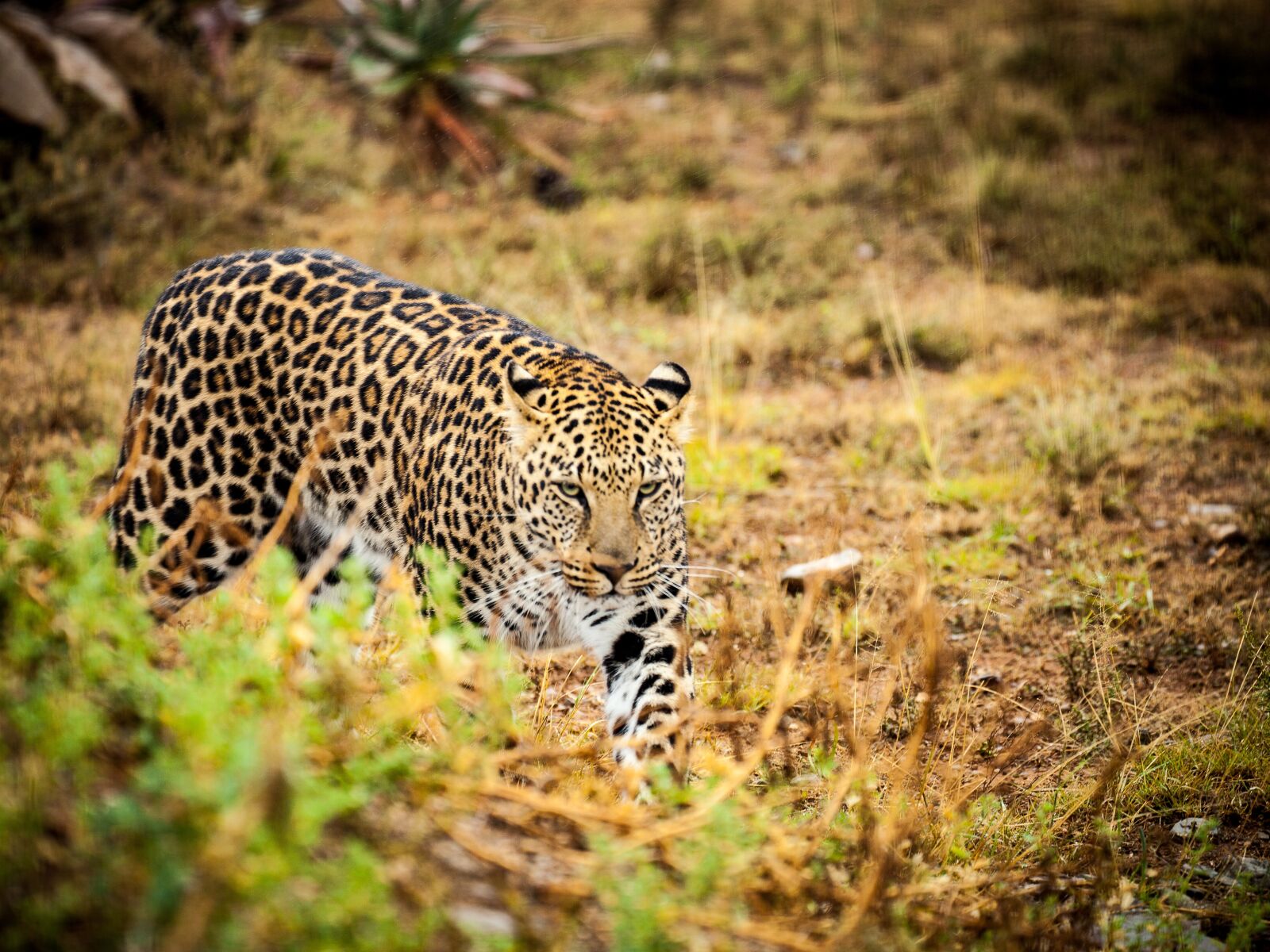 Canon EOS 5D Mark II + Canon EF 70-300mm F4-5.6L IS USM sample photo. Leopard, savannah, wild animals photography