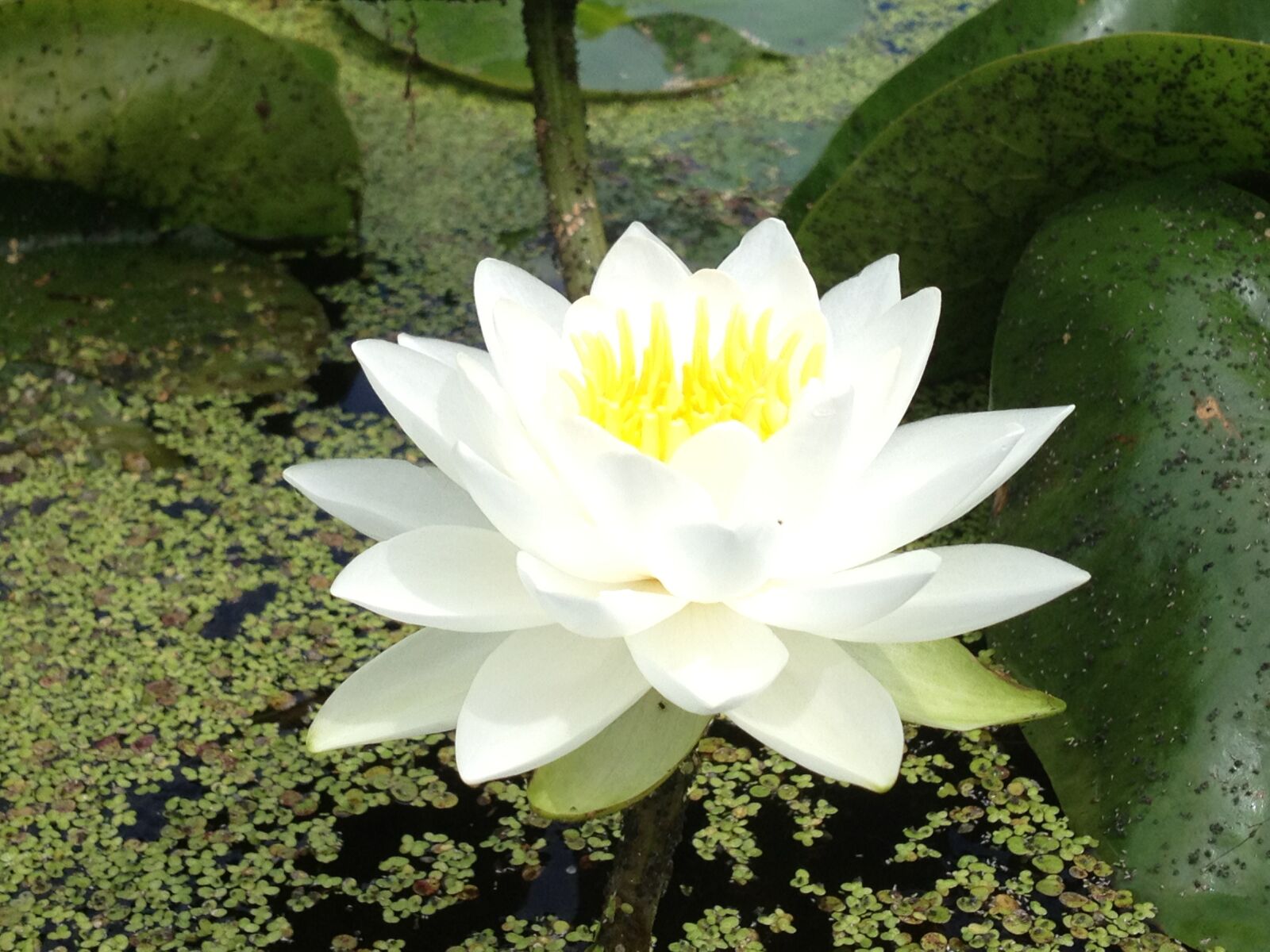 Apple iPhone 4S sample photo. Flower, lotus, float flower photography