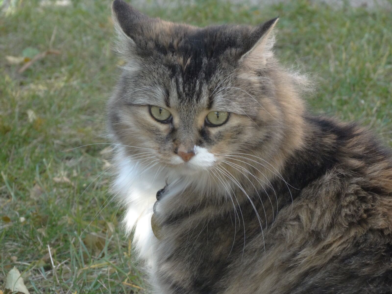 Sony Cyber-shot DSC-HX300 sample photo. Cat, looking, pet photography