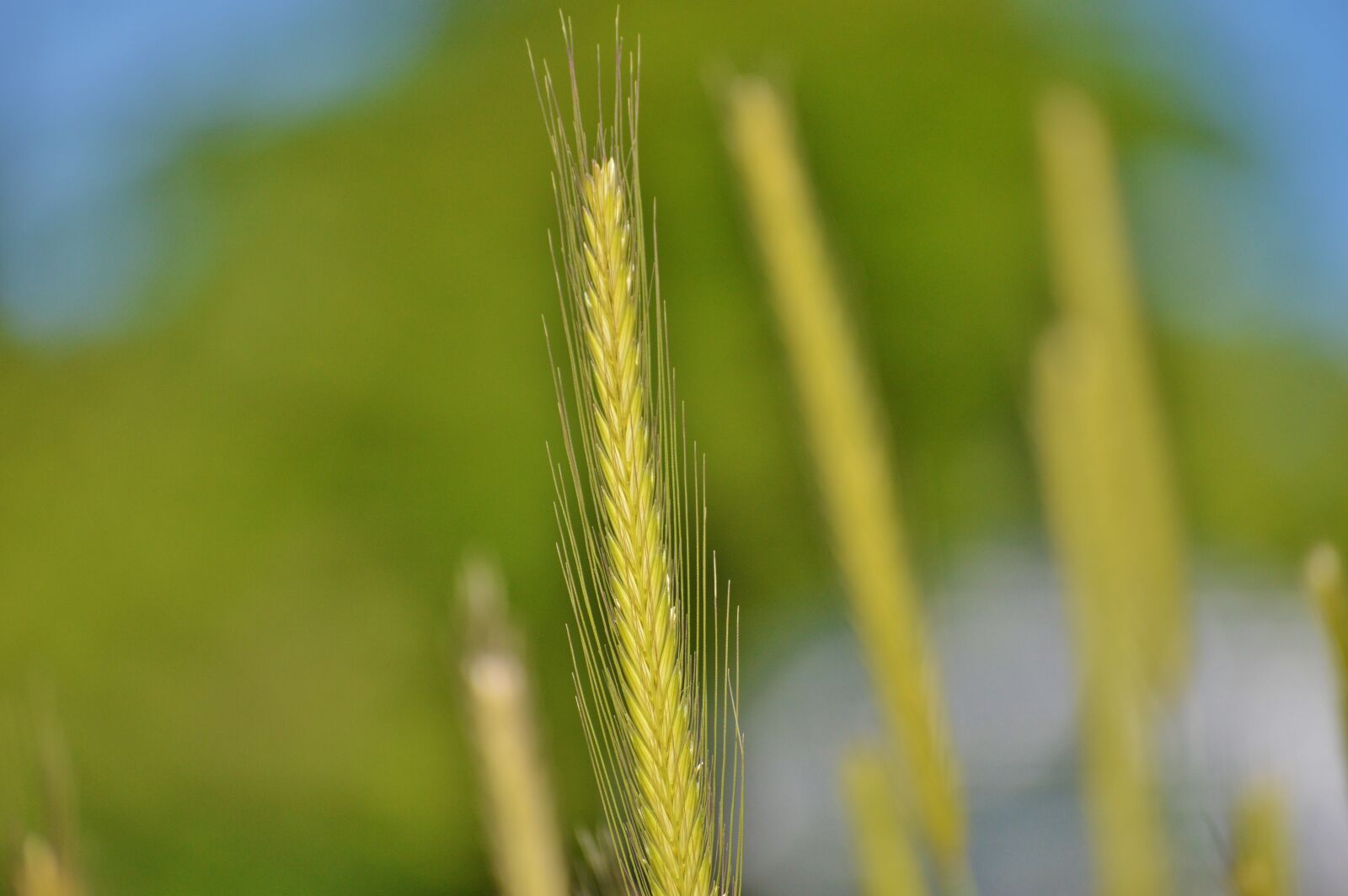 Nikon D3200 sample photo. Barley, cereals, agriculture photography