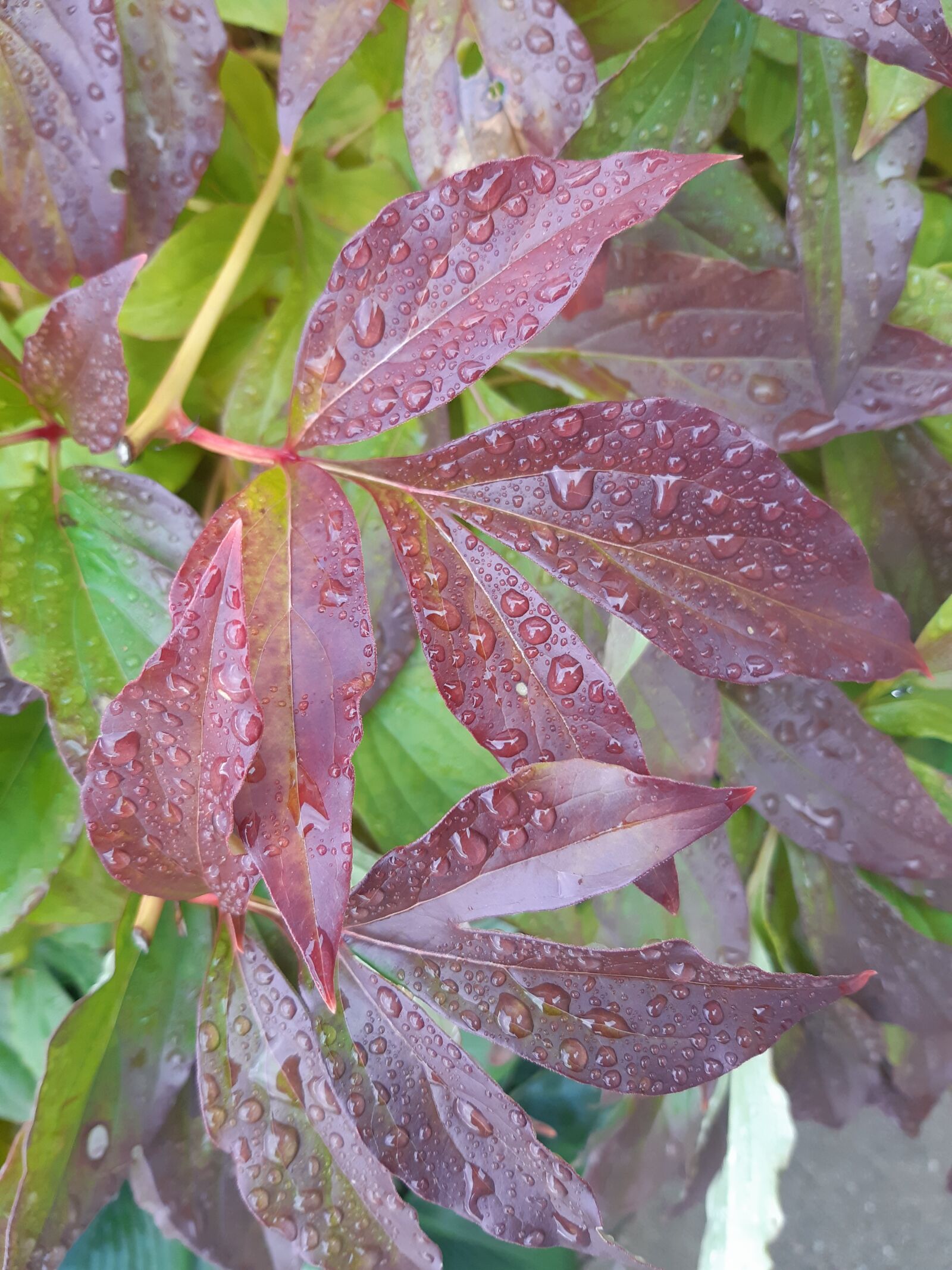 Samsung Galaxy A8(2018) sample photo. Peony, leaves, wet photography