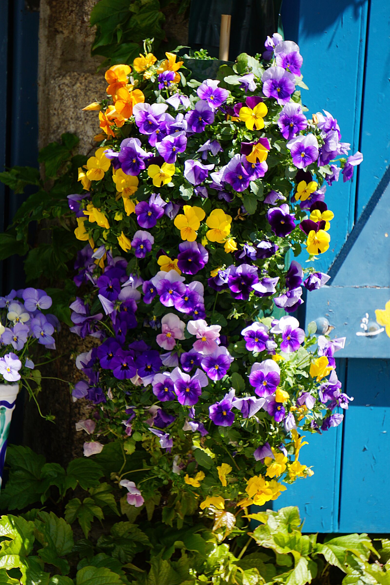 Sony a6000 sample photo. Flowers, thoughts, shutters photography