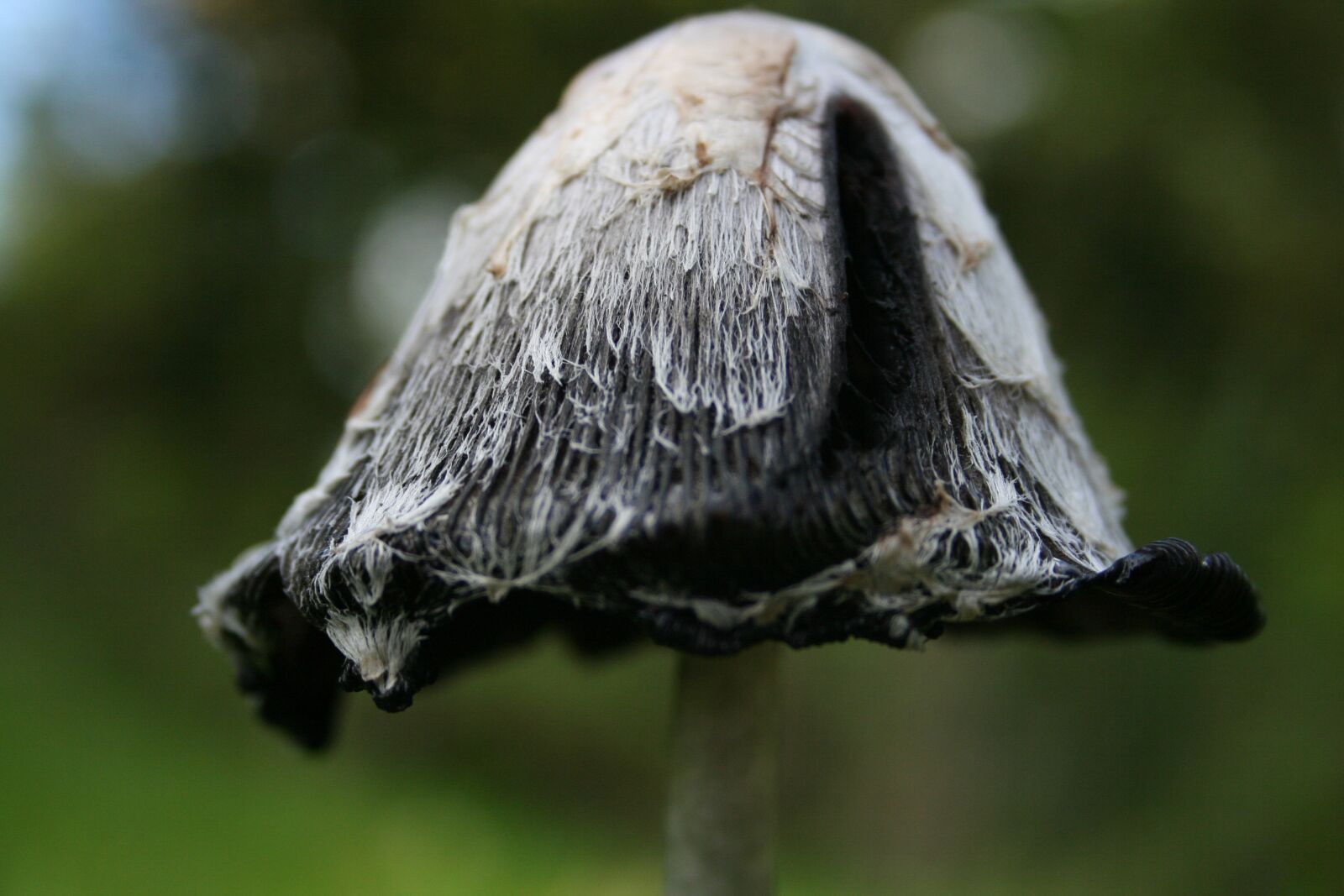 Canon EOS 350D (EOS Digital Rebel XT / EOS Kiss Digital N) sample photo. Mushroom, forest, mushrooms photography