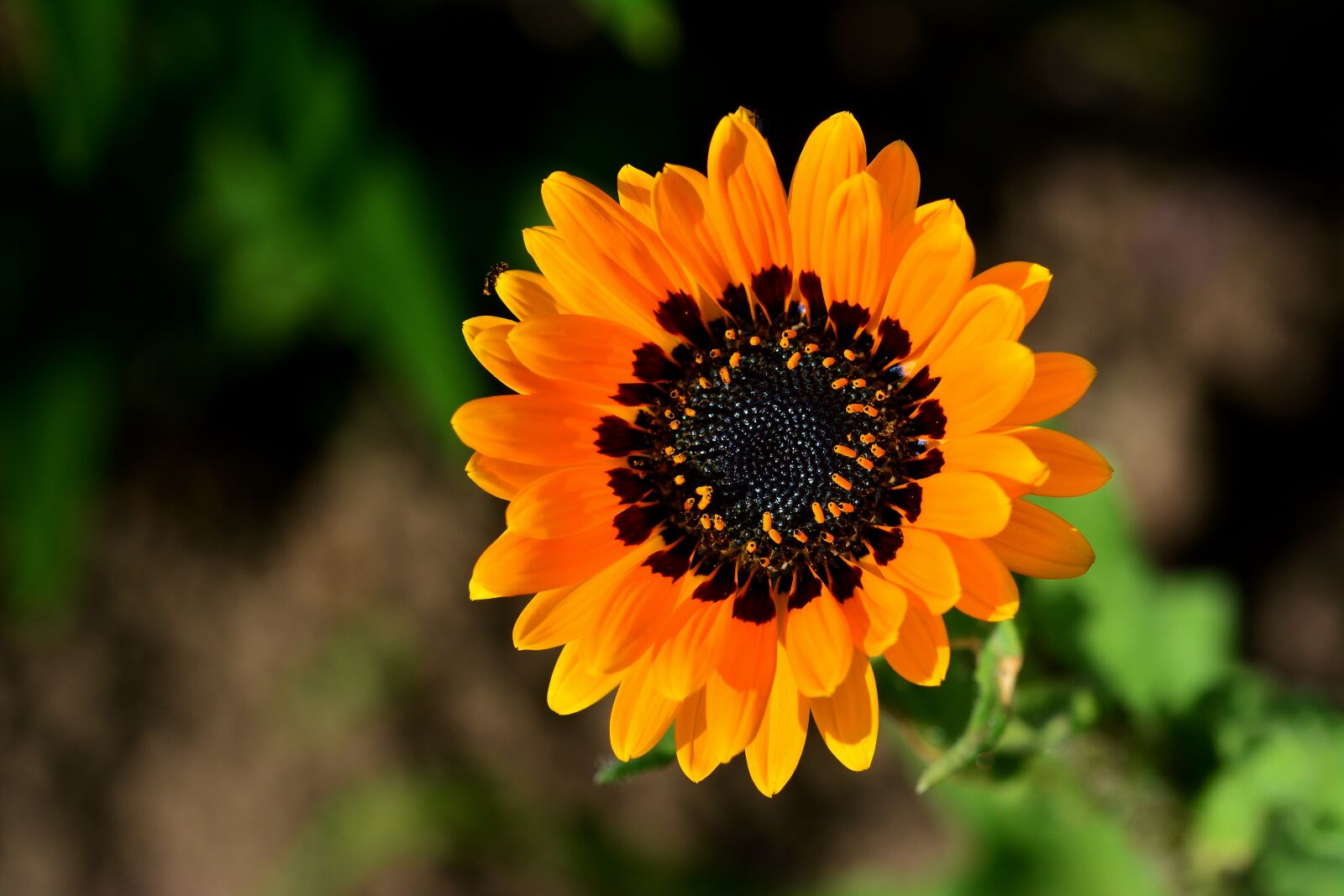 Nikon D5200 sample photo. Flower, blossom, bloom photography
