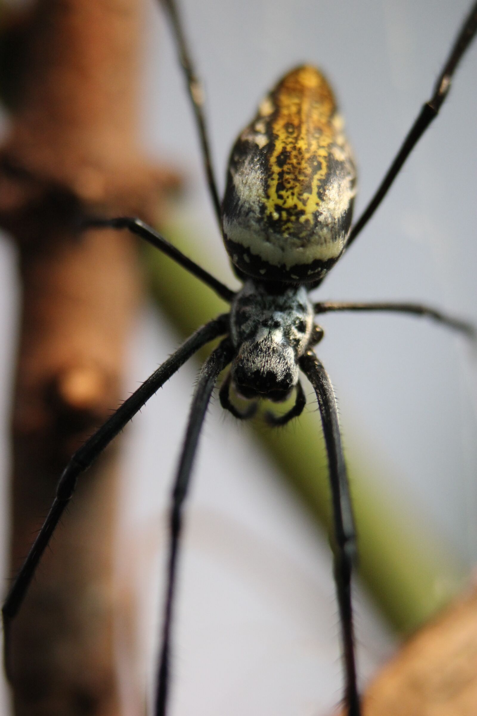 Canon EOS 550D (EOS Rebel T2i / EOS Kiss X4) sample photo. Spider, orb, weaver photography