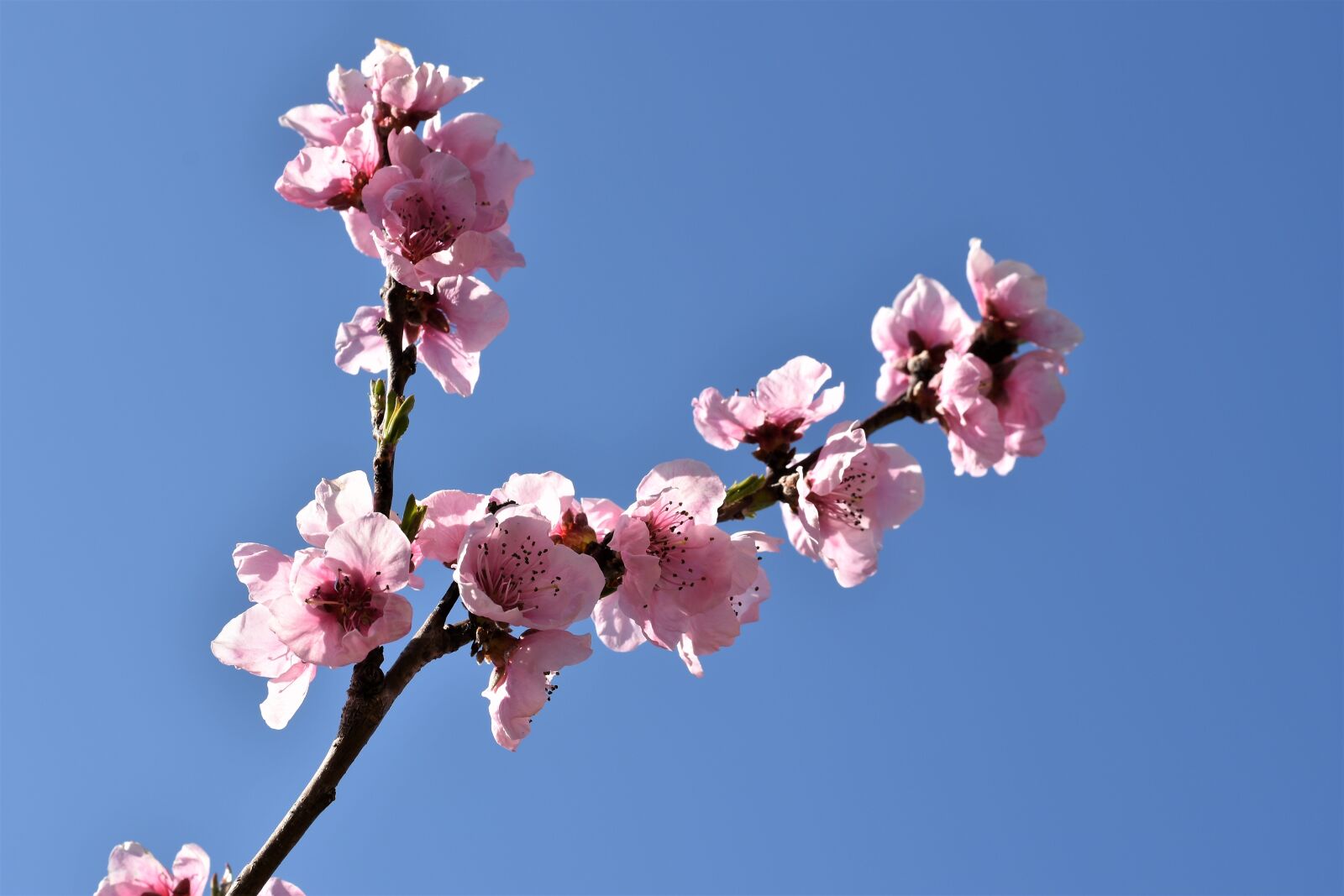 Nikon D5600 sample photo. Pink flowers, spring, branch photography