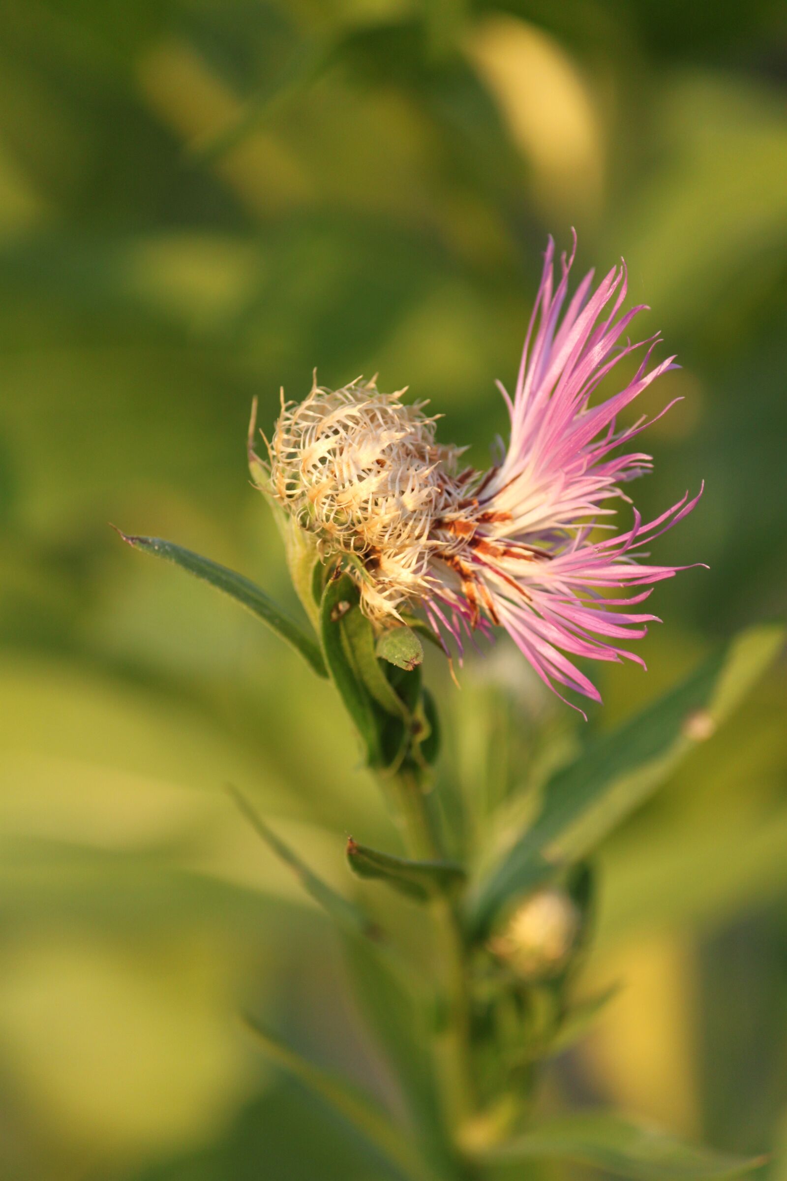 Canon EOS 500D (EOS Rebel T1i / EOS Kiss X3) sample photo. Flower, bloom, blossom photography