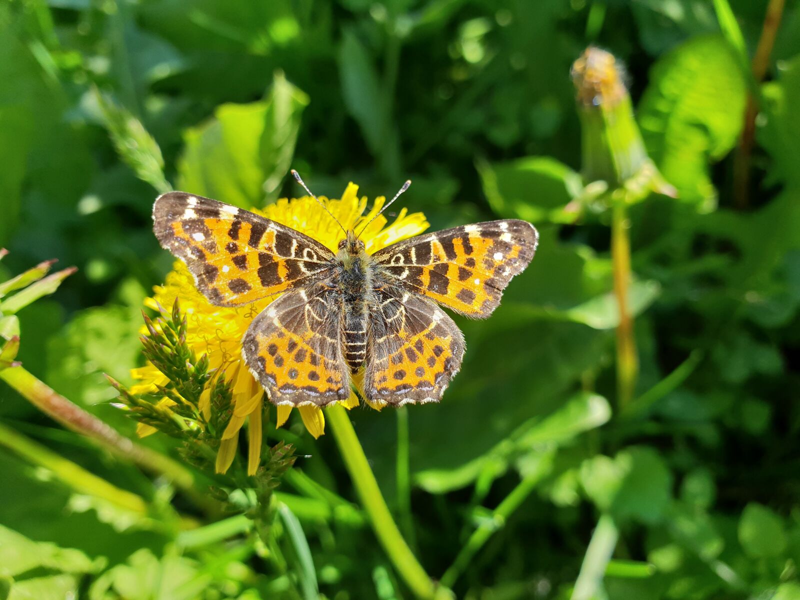 Samsung Galaxy S9+ sample photo. Butterfly, nature, flowers photography