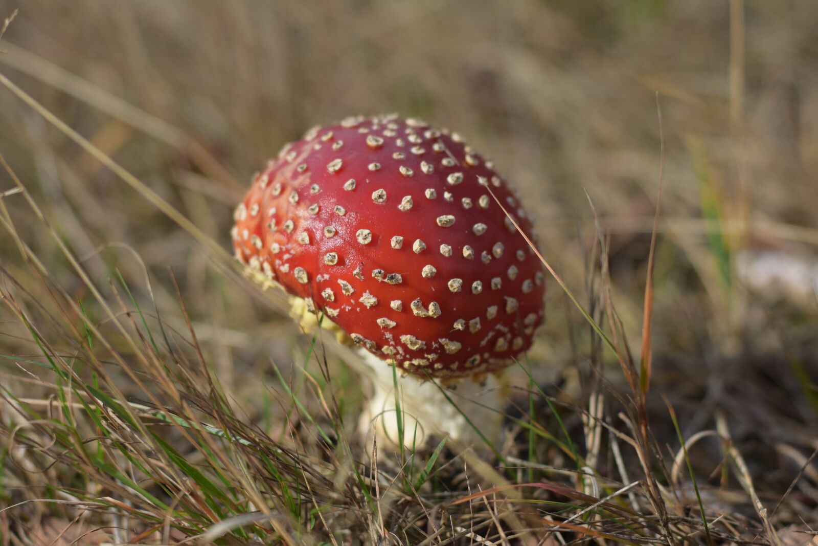 Nikon D7200 sample photo. Nature, autumn, forest photography