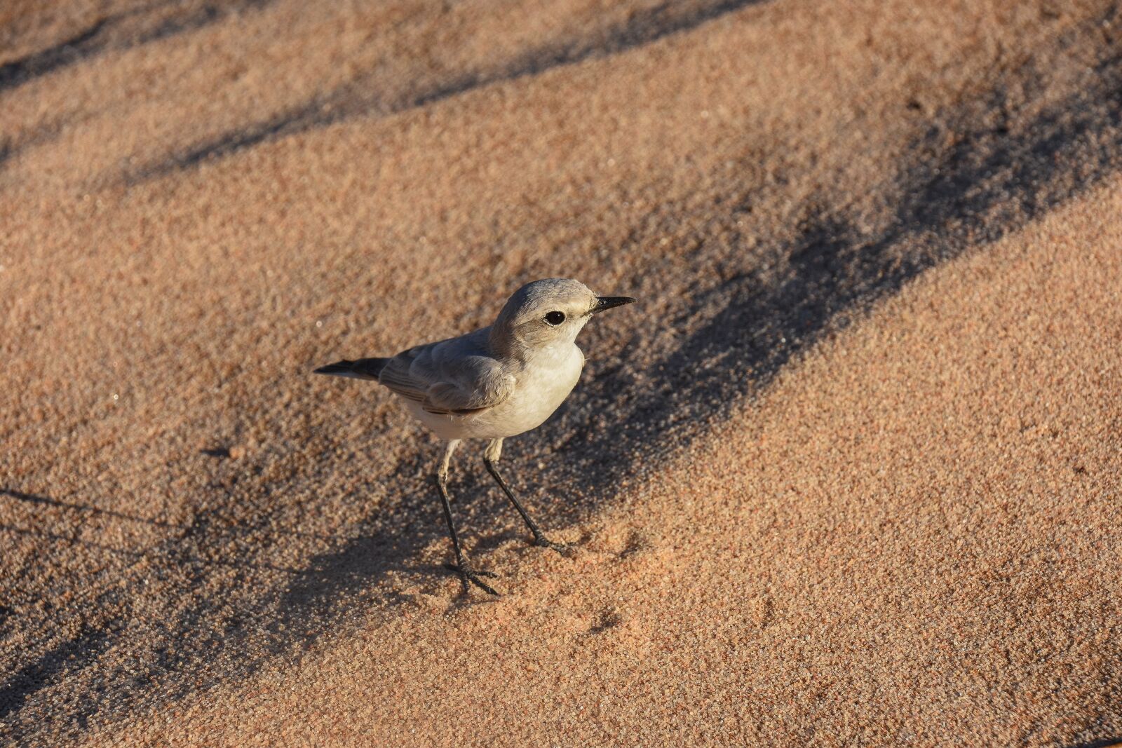 Nikon D7200 sample photo. Desert, namibia, bird photography